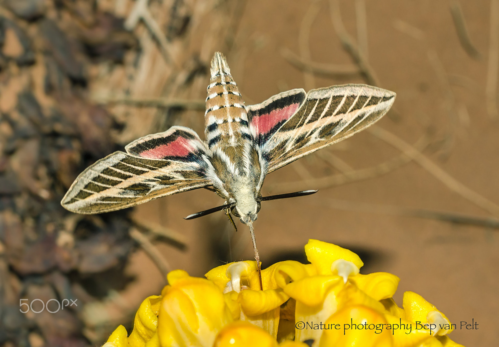 Nikon D7000 + Sigma 50mm F2.8 EX DG Macro sample photo. Striped hawk moth as helicopter photography
