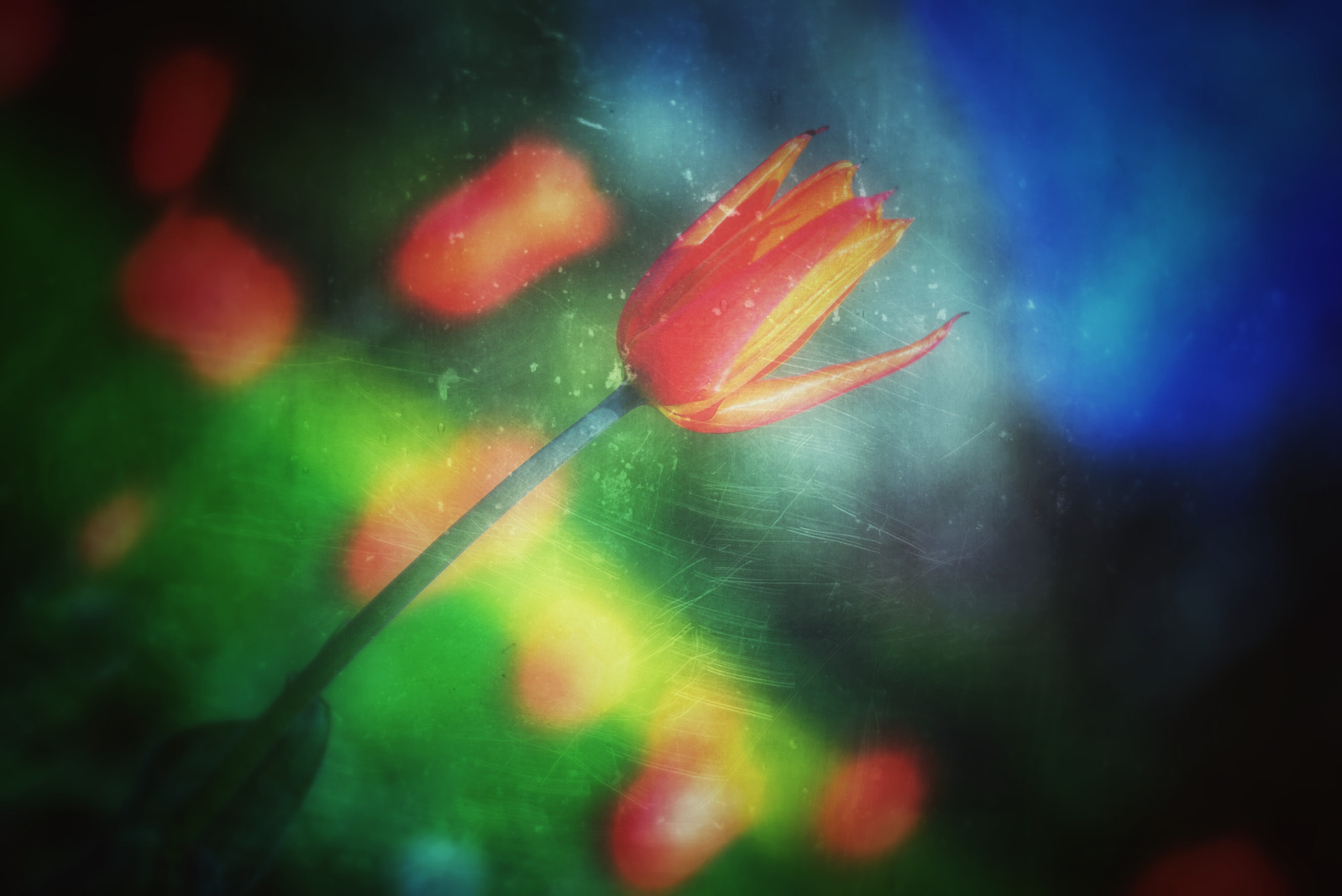 Nikon D800E sample photo. Plumes photography