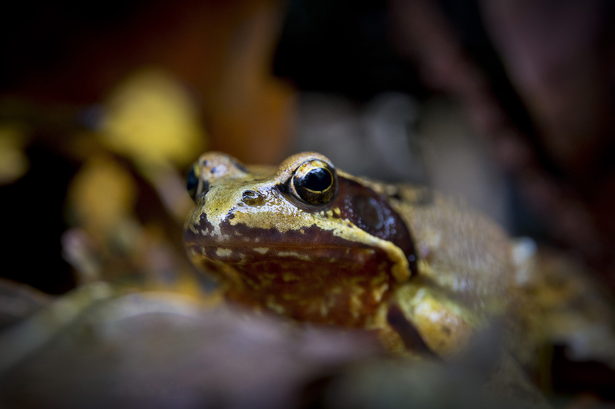 Sony Alpha DSLR-A580 + Tamron AF 28-105mm F4-5.6 [IF] sample photo. Waiting for a kiss photography