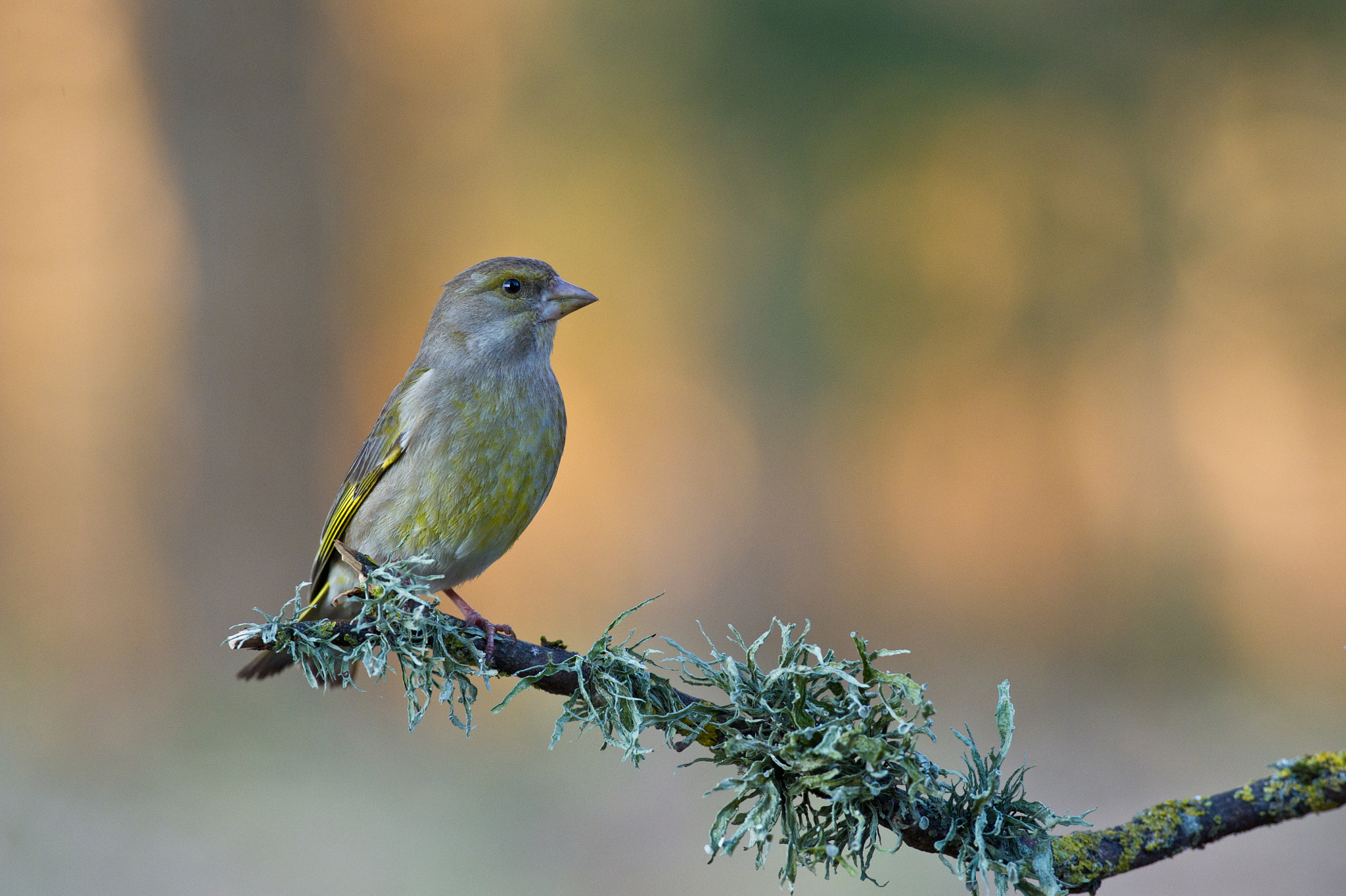 AF-S Nikkor 300mm f/2.8D IF-ED II sample photo. Good morning sunrise. photography