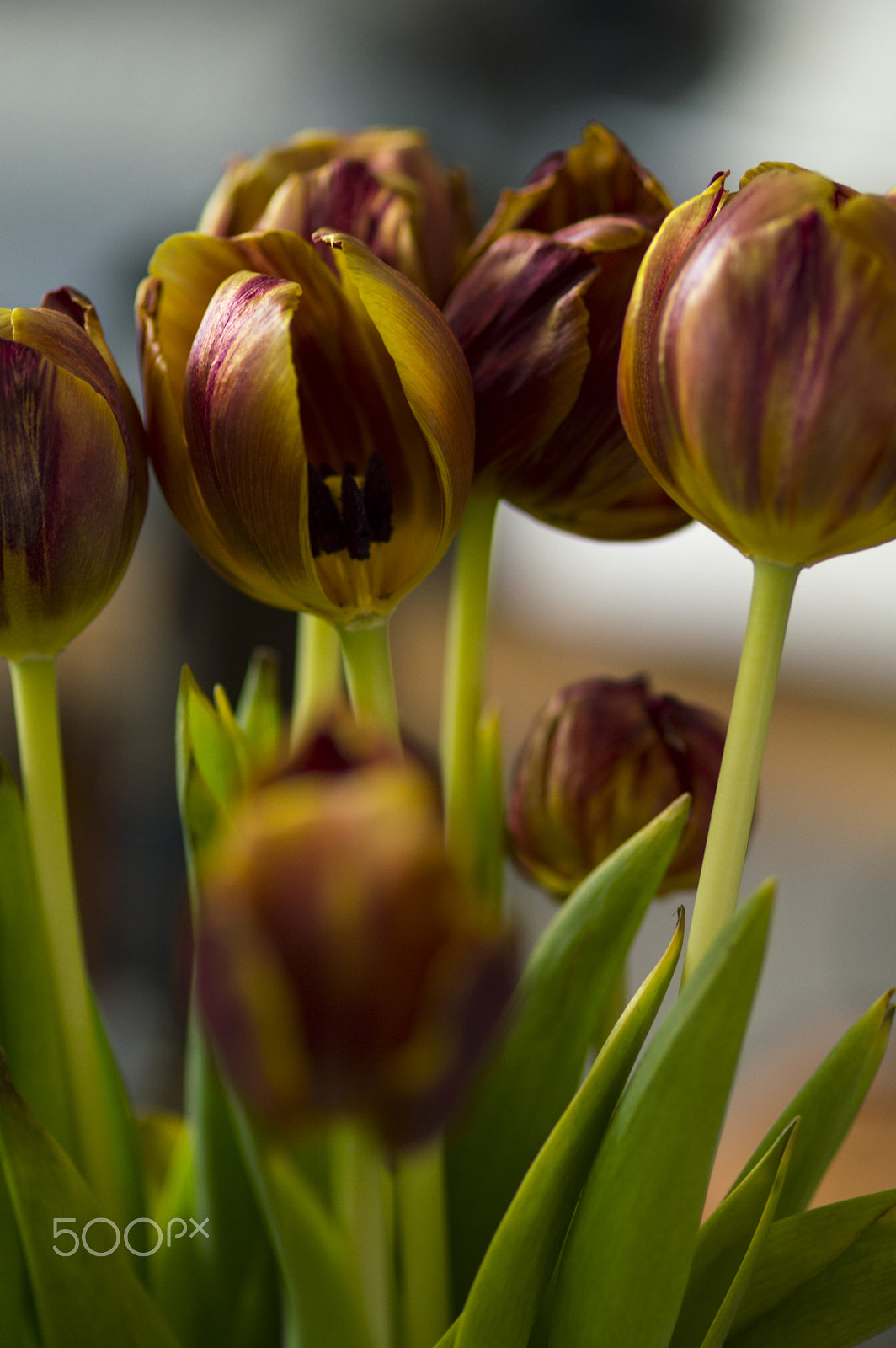 ZEISS Makro-Planar T* 100mm F2 sample photo. Tulips are beautiful photography