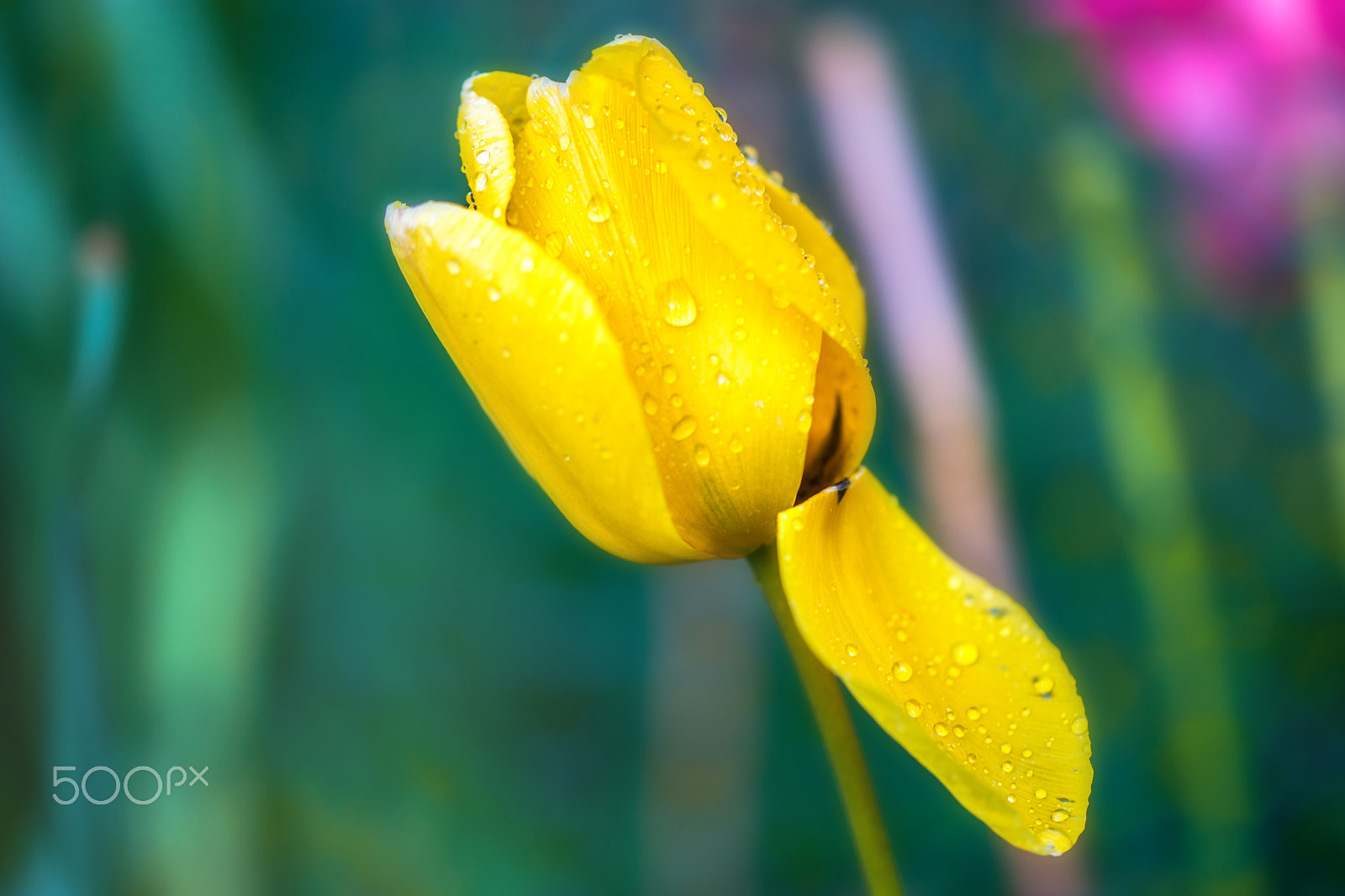 Sony a99 II + 105mm F2.8 sample photo. Spring photography