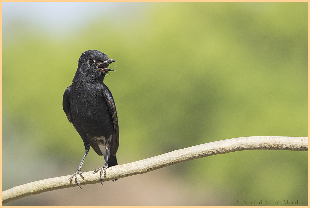 Nikon D5300 + Nikon AF-S Nikkor 300mm F4D ED-IF sample photo. Pied bushchat (male) photography