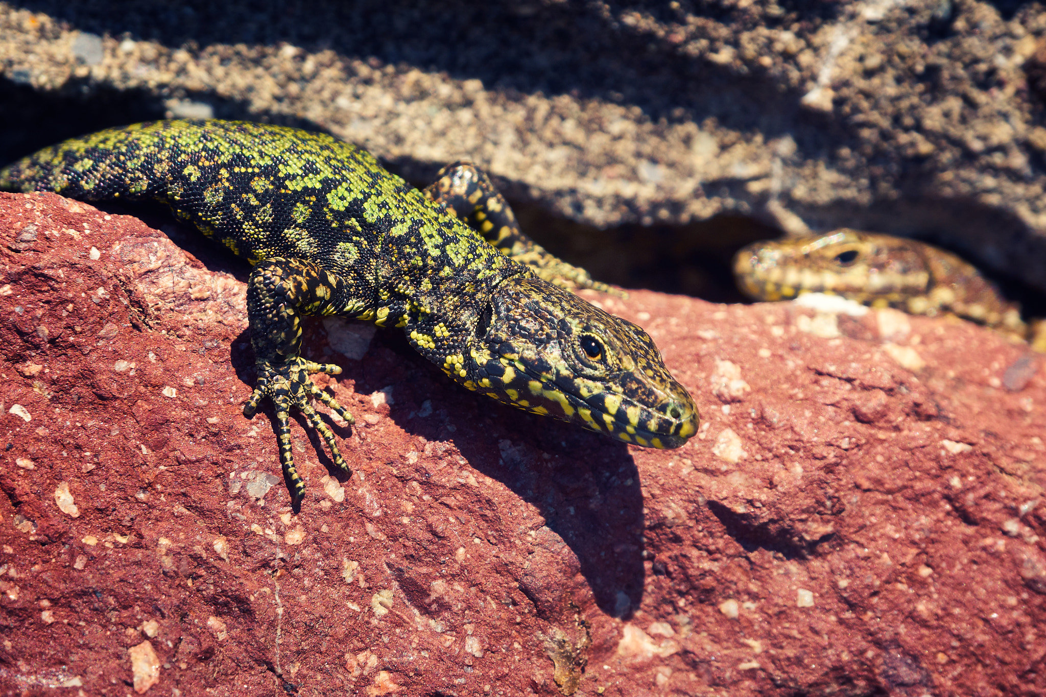 Olympus OM-D E-M10 sample photo. Oh, hi! photography