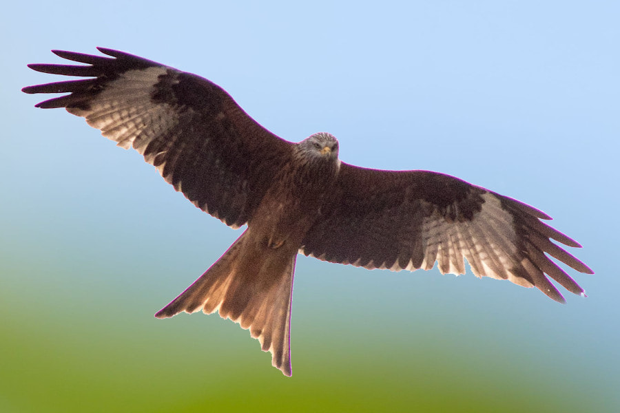 Canon EF 300mm F4L IS USM sample photo. Roter milan photography