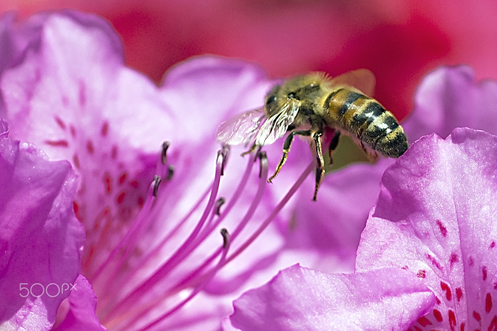 Canon EOS 600D (Rebel EOS T3i / EOS Kiss X5) + Tamron SP AF 90mm F2.8 Di Macro sample photo. 1/4,000 second until landing to azalea. photography