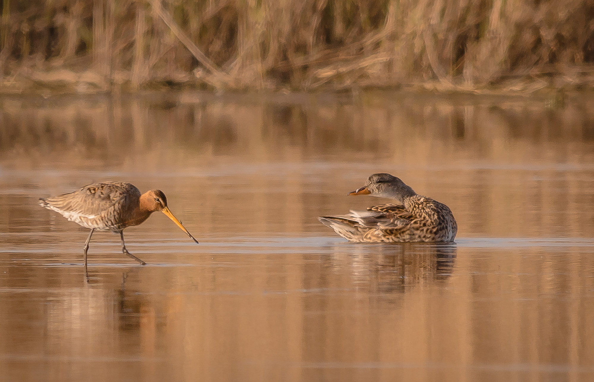 Sony SLT-A77 + Sigma 150-500mm F5-6.3 DG OS HSM sample photo. Begegnung photography