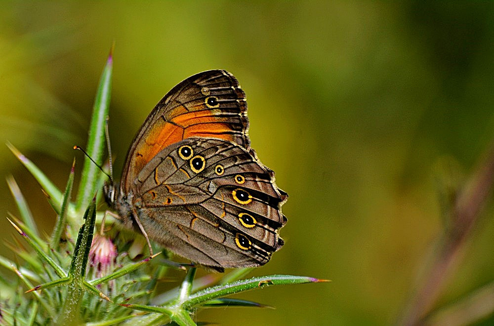 Sigma 70-300mm F4-5.6 APO Macro Super II sample photo. Kirinia roxelana - ağaç esmeri photography