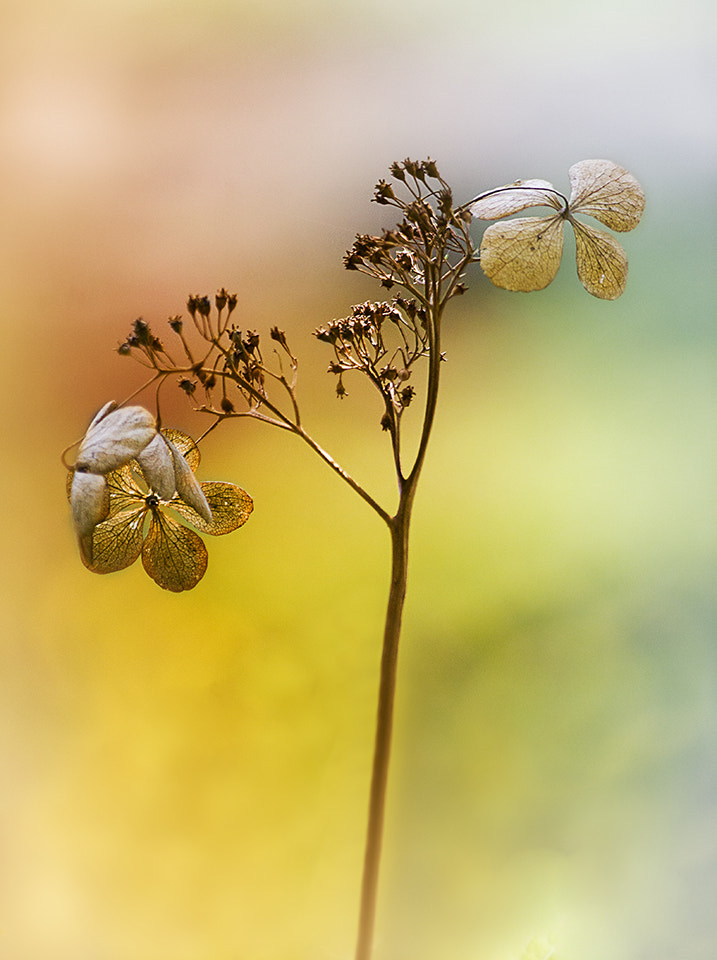 Sigma 70-300mm F4-5.6 APO DG Macro sample photo. ... photography