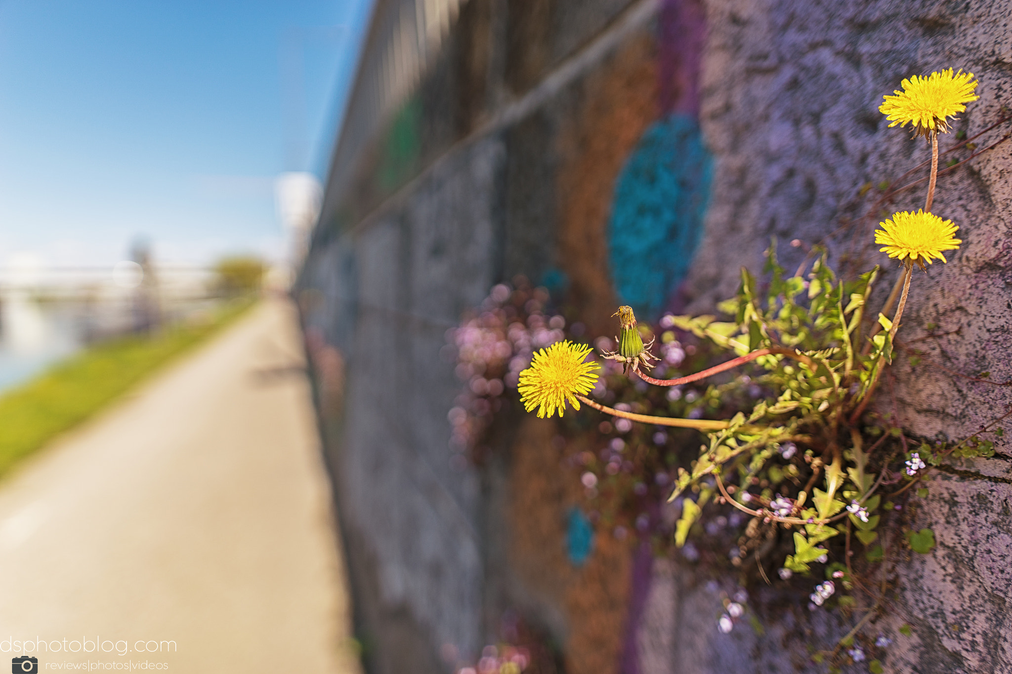 DT 0mm F0 SAM sample photo. Dandelion photography