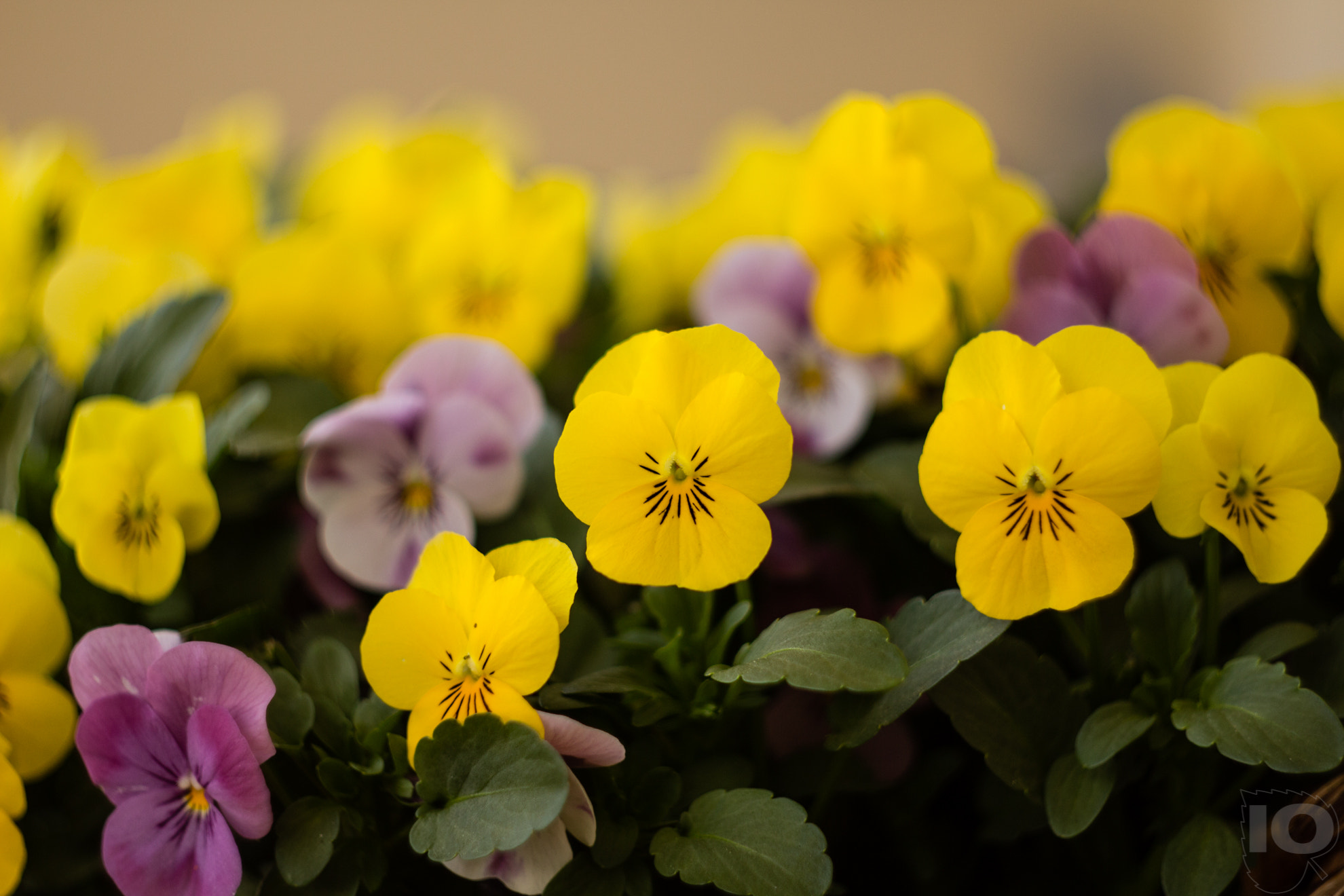 Canon EF 35-80mm f/4-5.6 sample photo. Spring part i photography