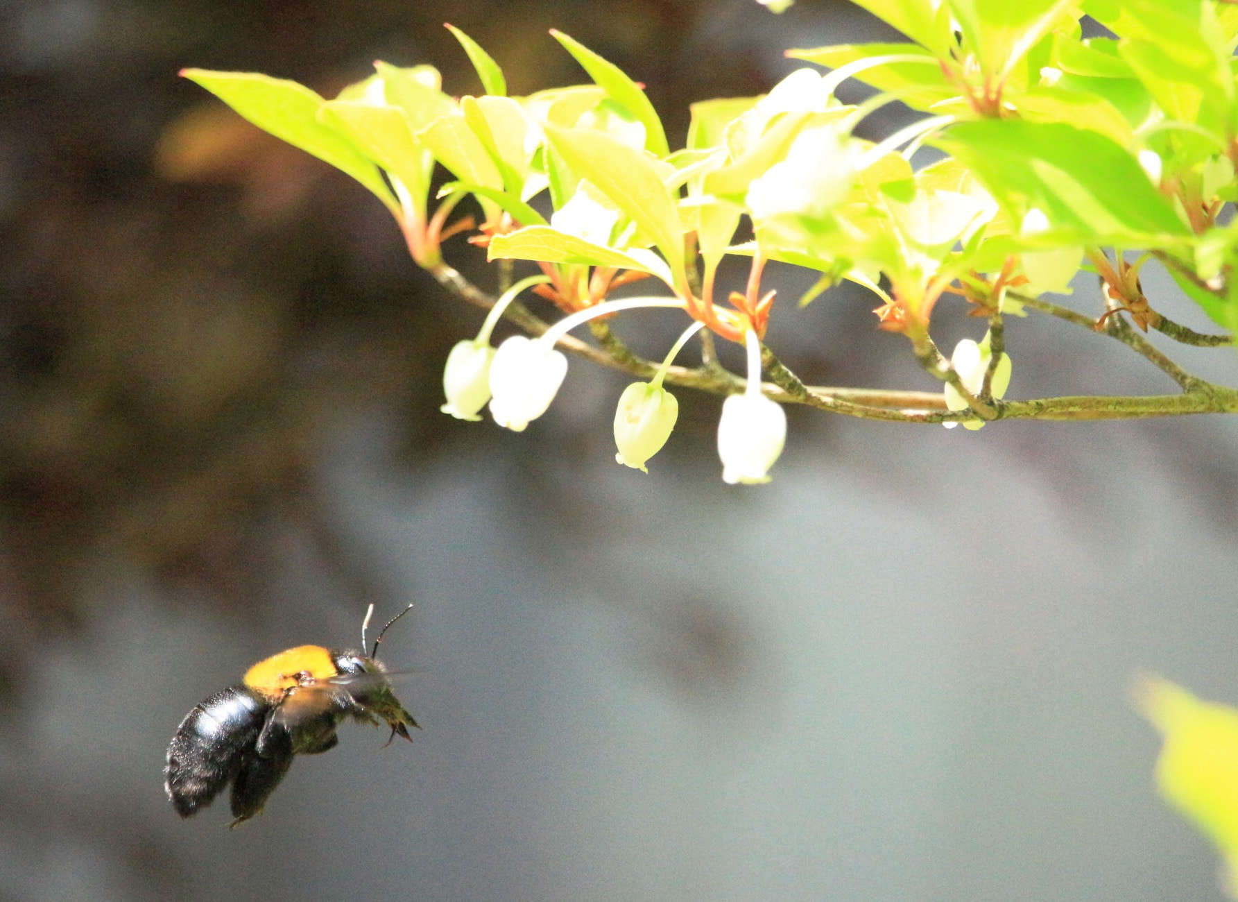 Canon EOS M + Canon EF-S 55-250mm F4-5.6 IS STM sample photo. Bee photography