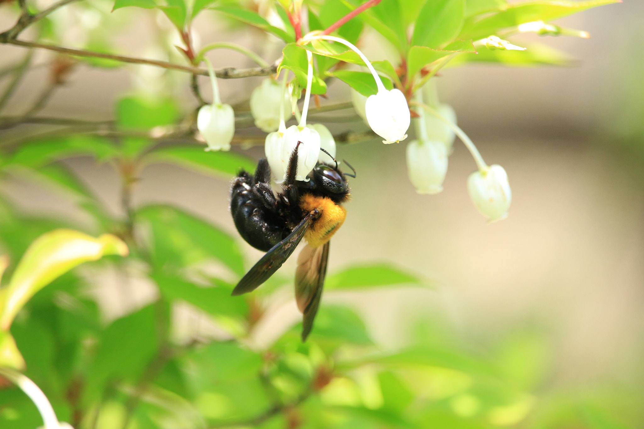 Canon EOS M sample photo. Bee photography