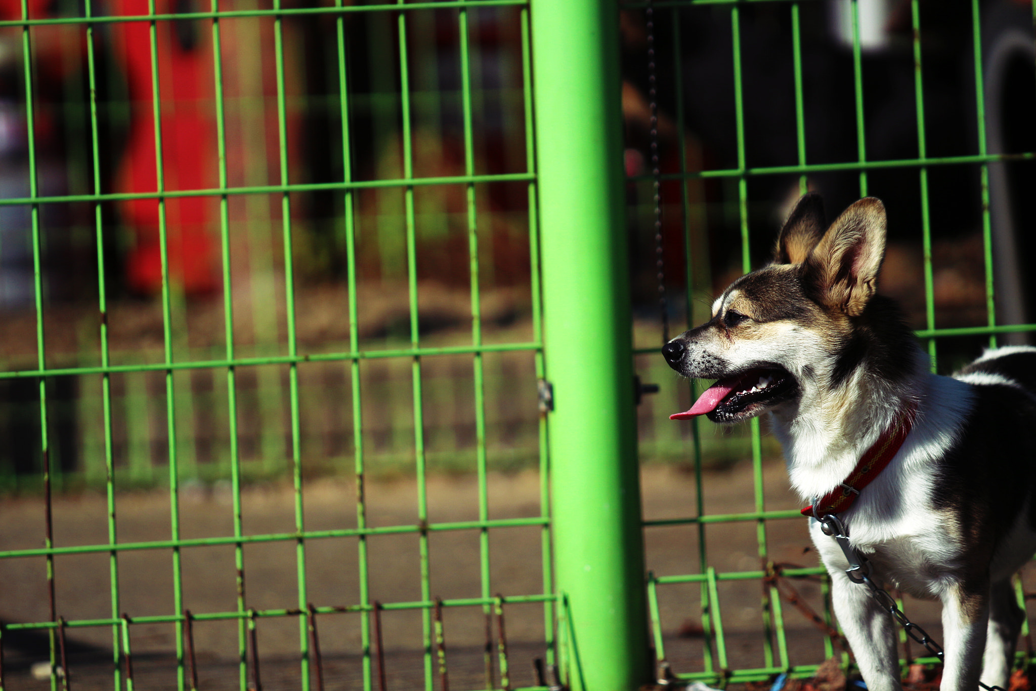 Canon EF 70-200mm F2.8L USM sample photo. Pung photography