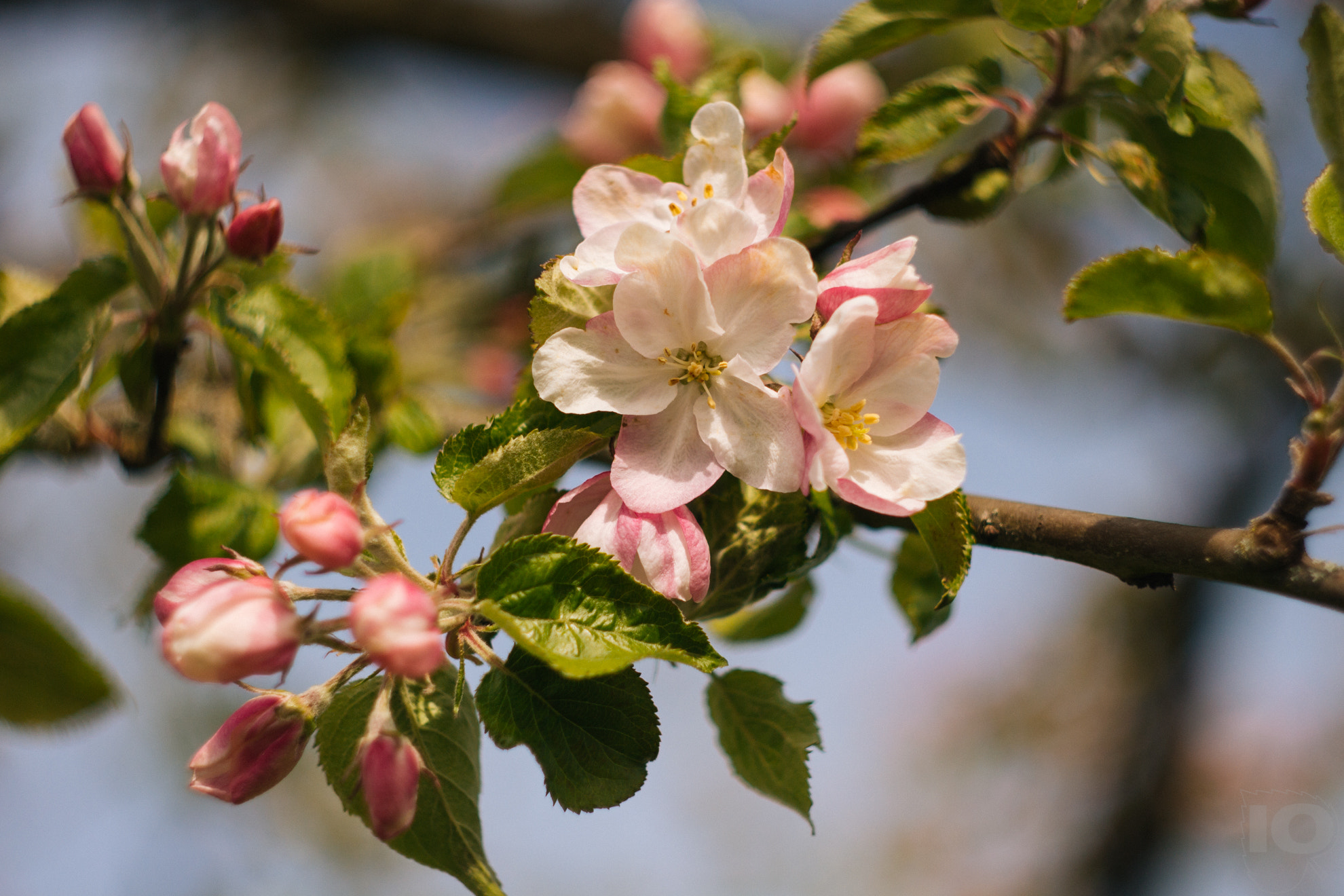 Canon EF 35-80mm f/4-5.6 sample photo. Spring part ii photography