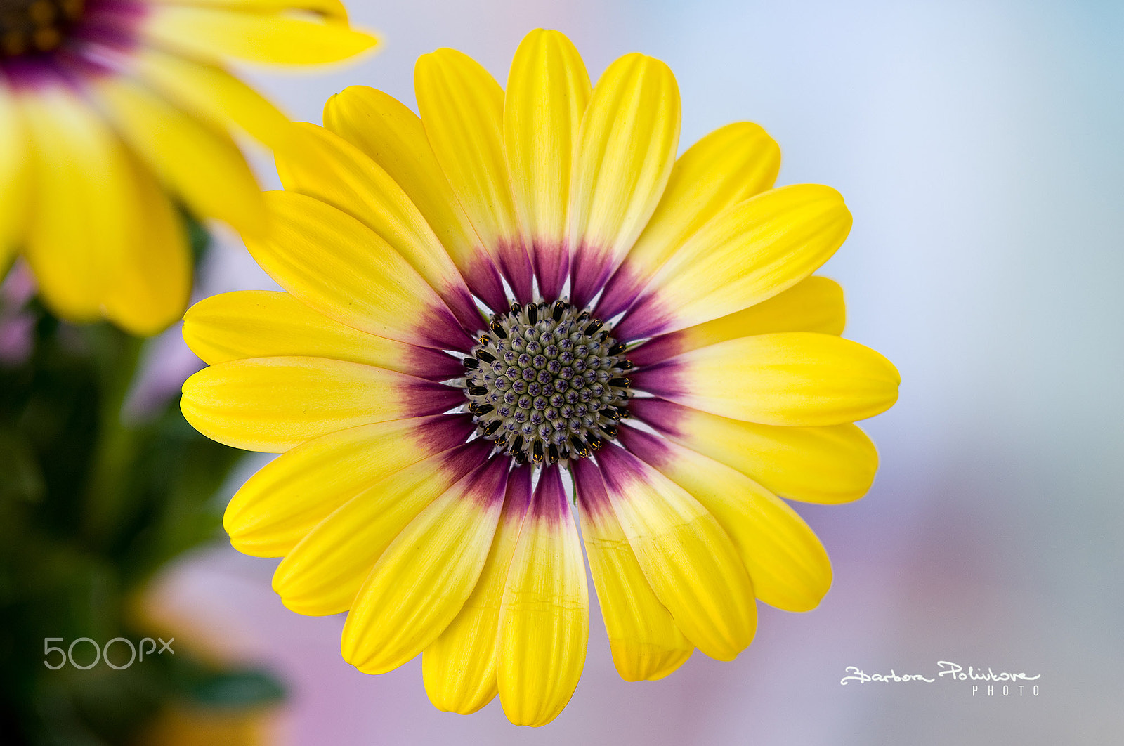 Nikon AF-S Micro-Nikkor 60mm F2.8G ED sample photo. Optimistic photography