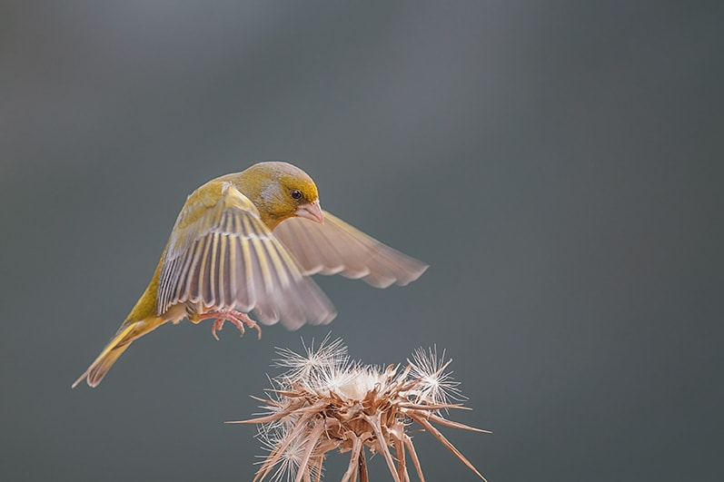 Nikon AF-S Nikkor 400mm F2.8G ED VR II sample photo. A photography