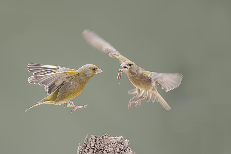 AF-S Nikkor 300mm f/2.8D IF-ED II sample photo. Anc_2339.jpg photography