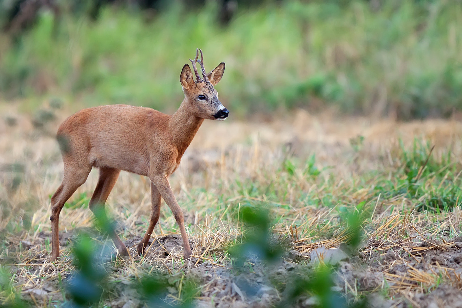 Canon EOS 50D + Canon EF 300mm F2.8L IS USM sample photo. Buck deer in the wild photography