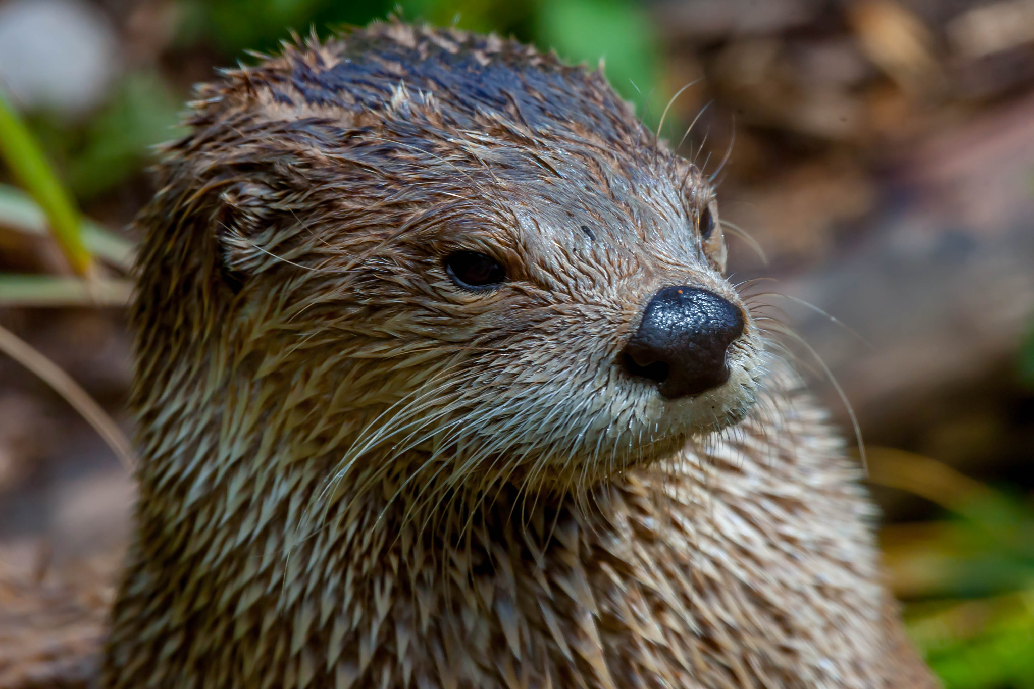 Canon EOS-1D Mark III sample photo. Otter photography