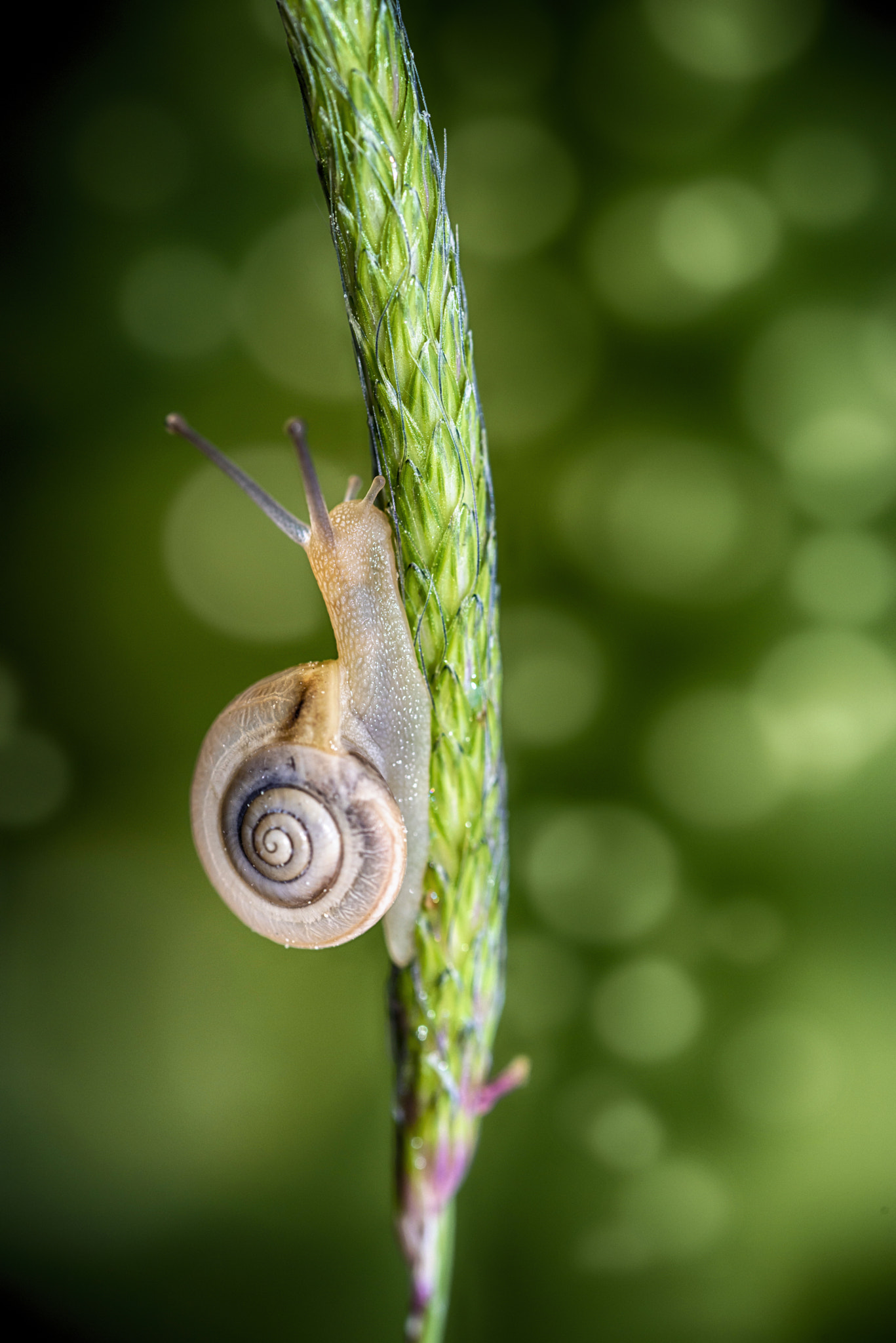 Nikon D800E sample photo. Snail photography