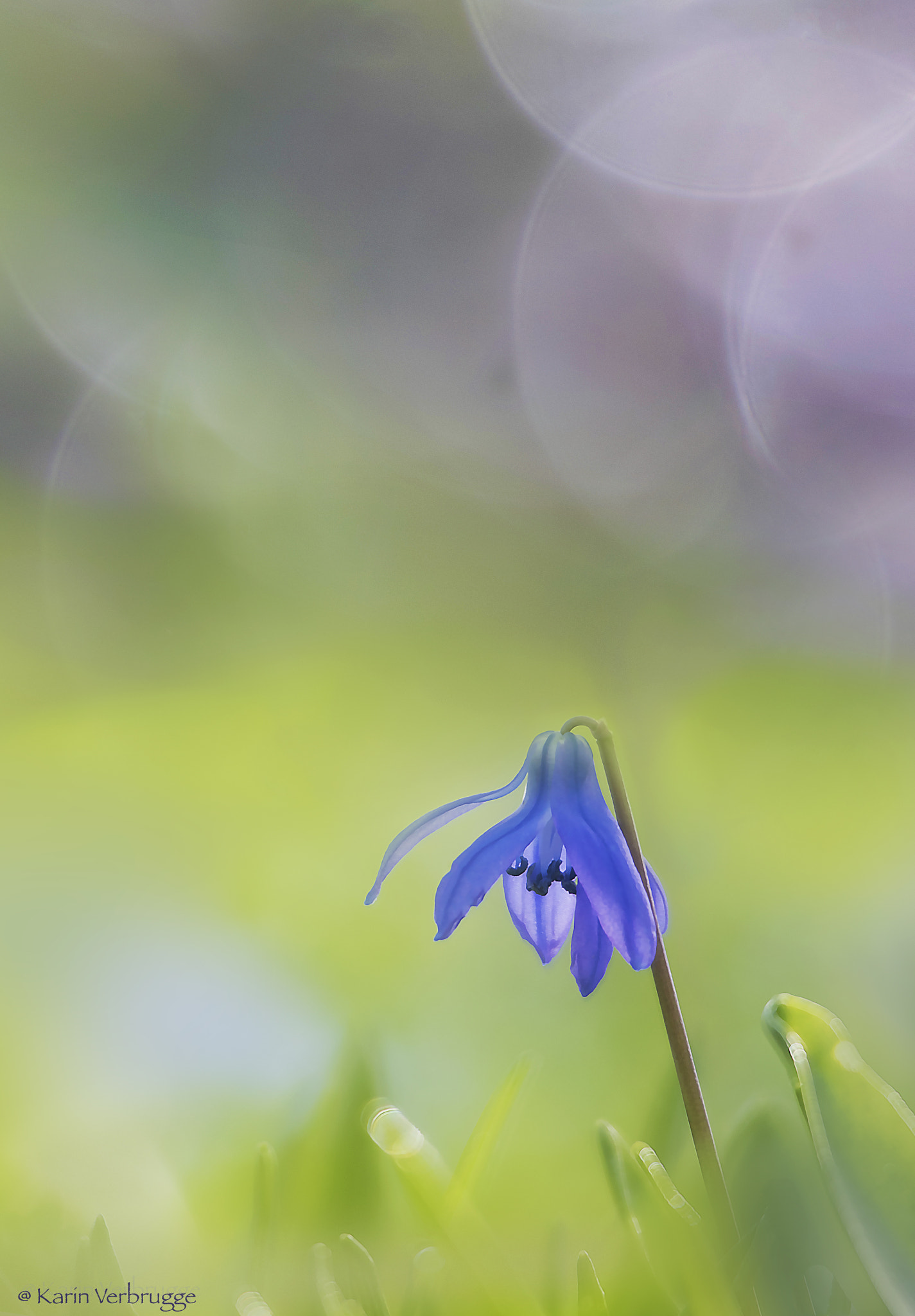 Sigma 120-400mm F4.5-5.6 DG OS HSM sample photo. Blue snow fame photography