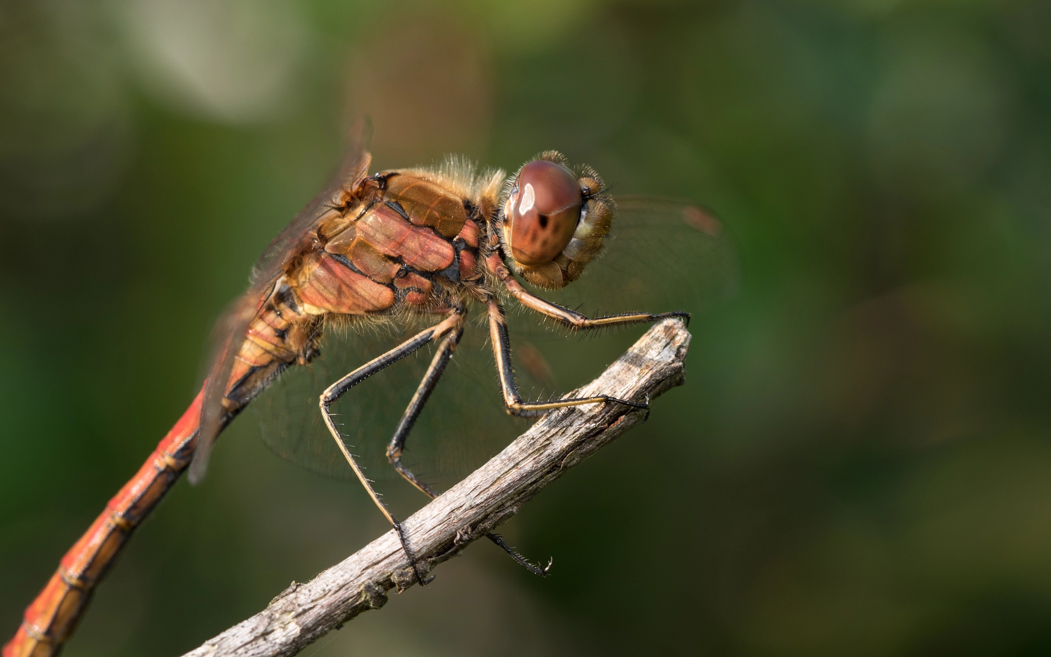Olympus M.Zuiko Digital ED 60mm F2.8 Macro sample photo. Dragonfly macro (one from 2015) photography