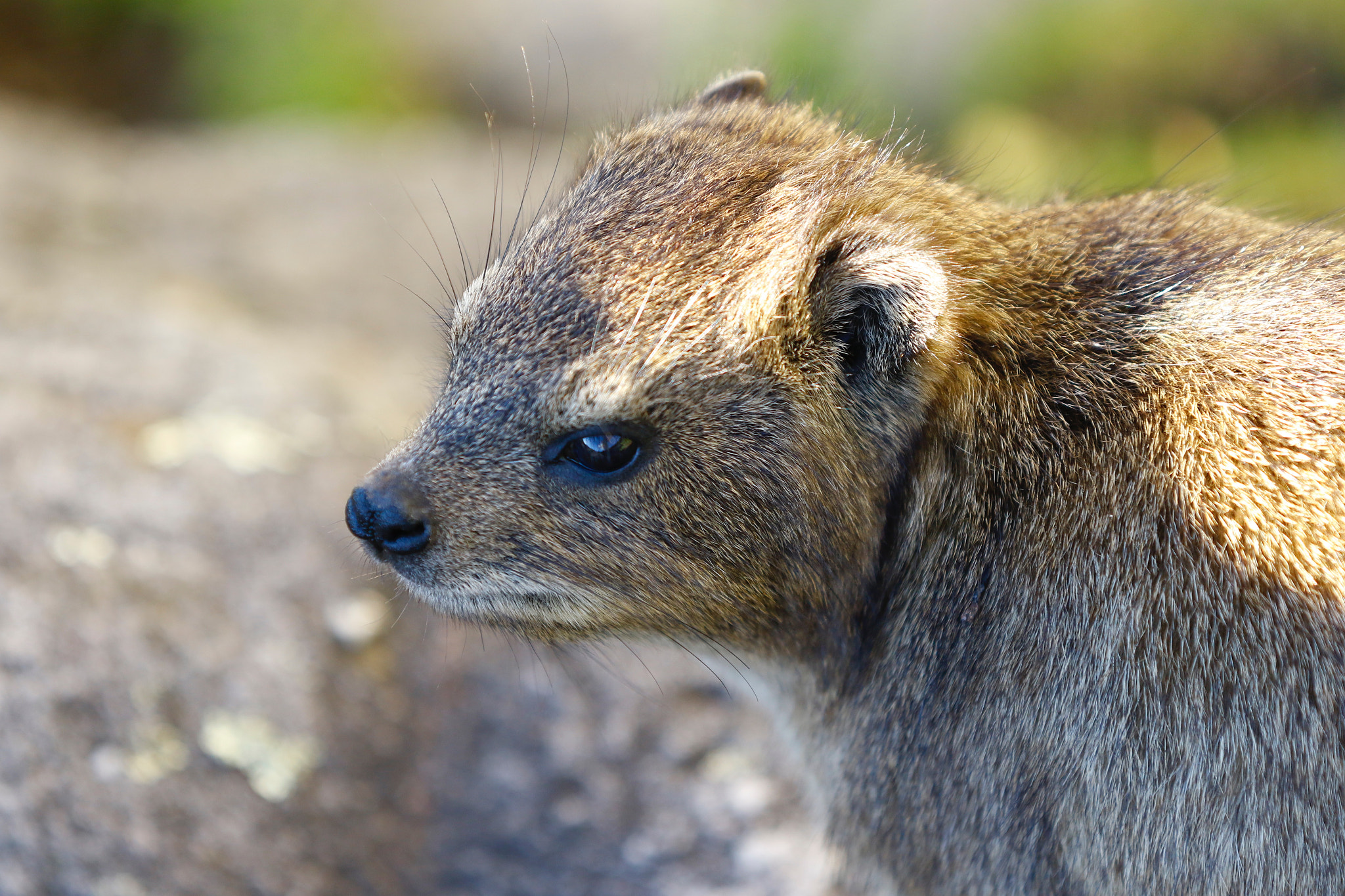 Canon EF 70-200mm F2.8L IS II USM sample photo. Table mountain dassie photography