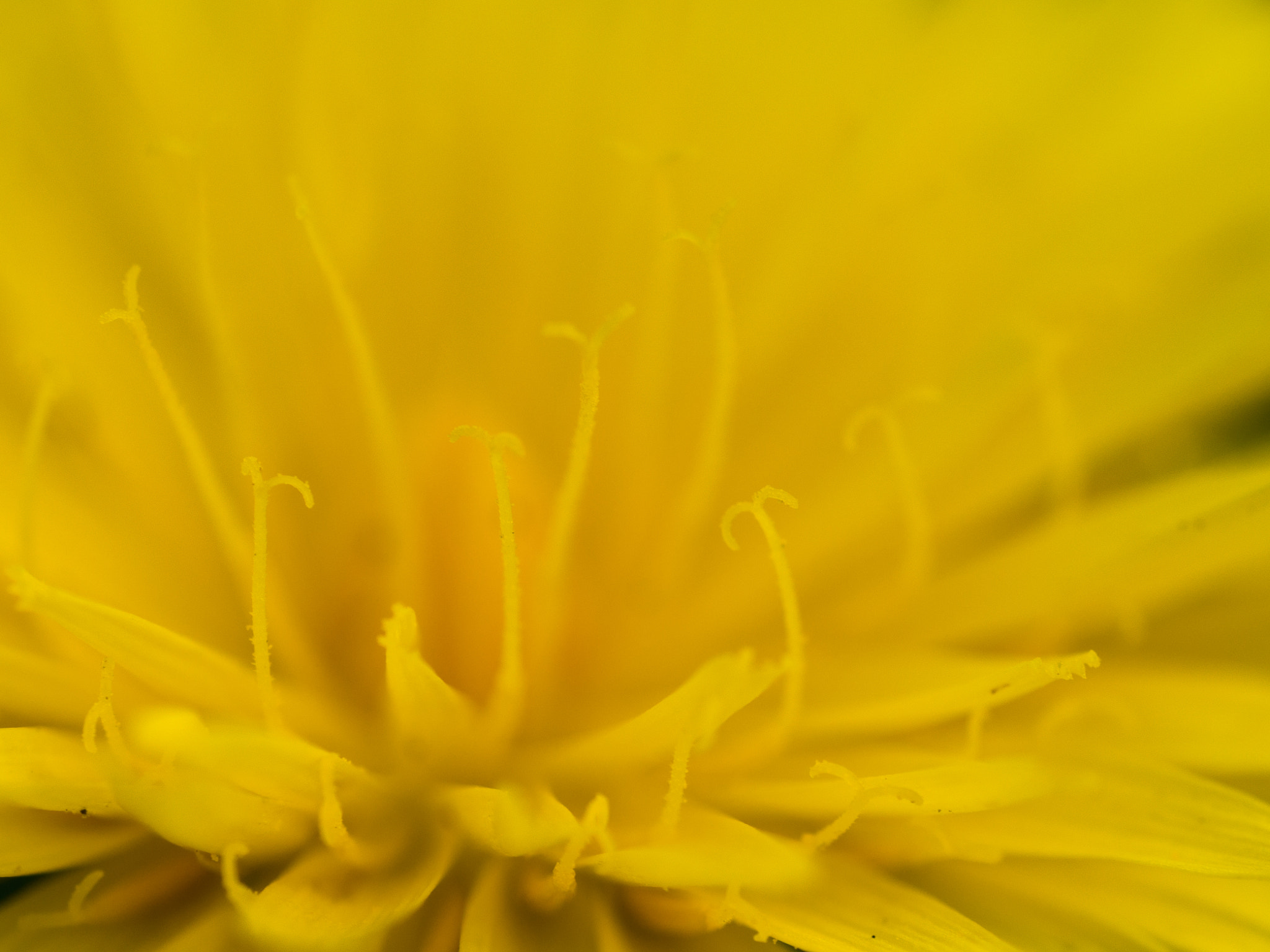 Olympus M.Zuiko Digital ED 60mm F2.8 Macro sample photo. Taraxacum close photography
