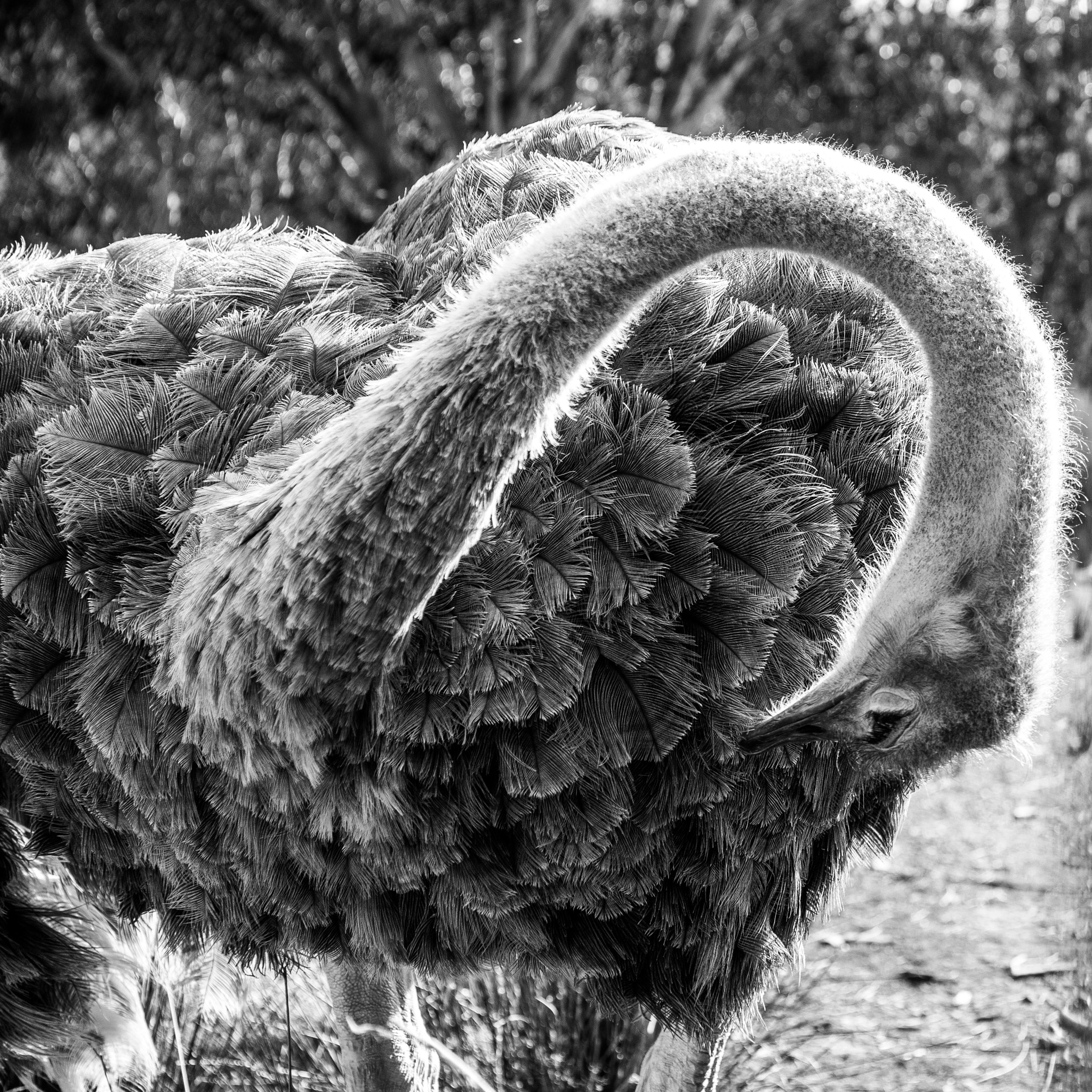 Panasonic Lumix G X Vario 35-100mm F2.8 OIS sample photo. Topsy turvy down under photography