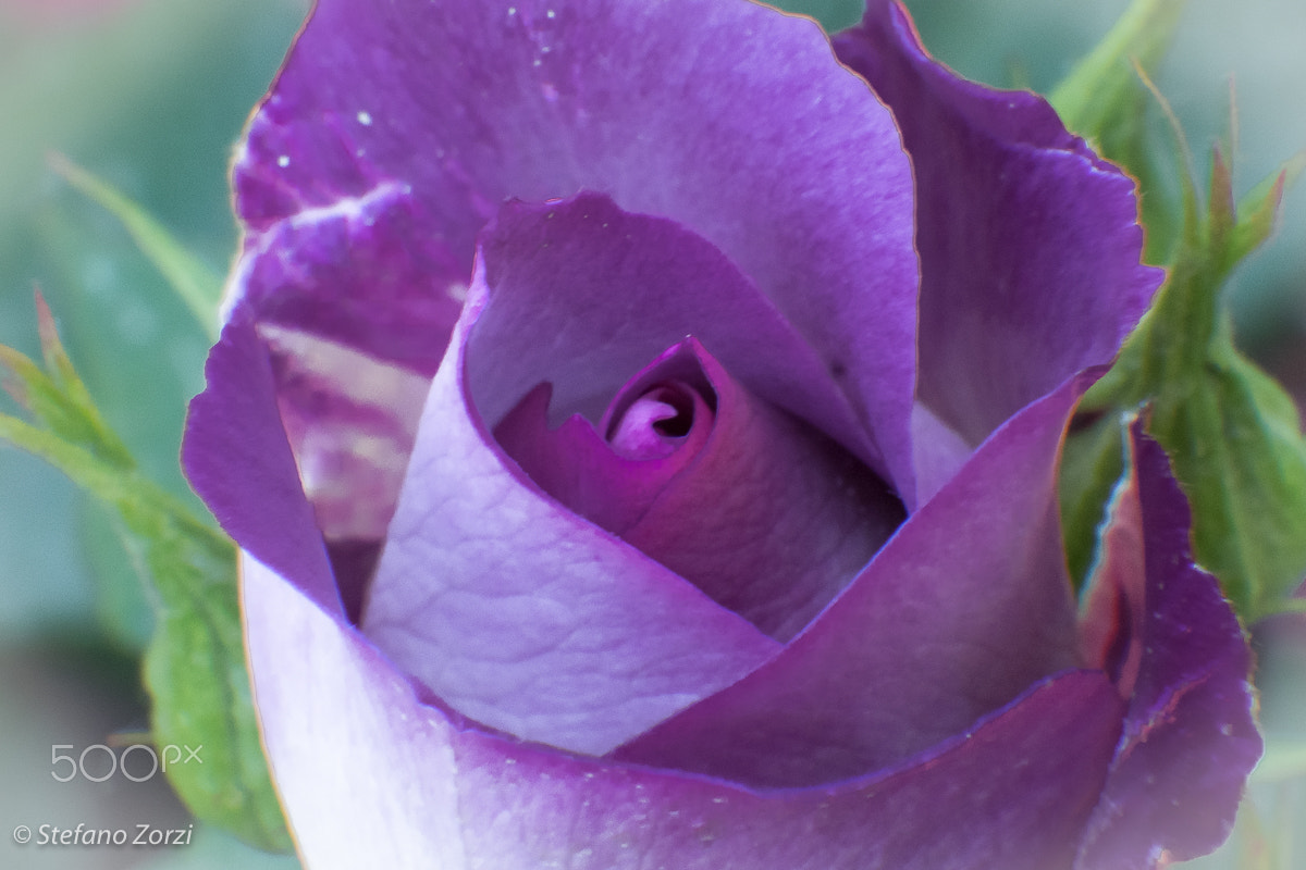 LUMIX G VARIO 35-100/F4.0-5.6 sample photo. Purple rose #1 photography
