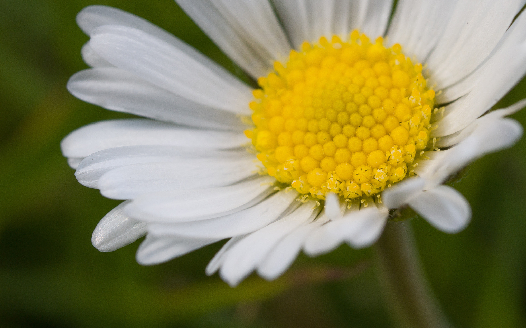 Olympus M.Zuiko Digital ED 60mm F2.8 Macro sample photo. Daisy macro close-up photography