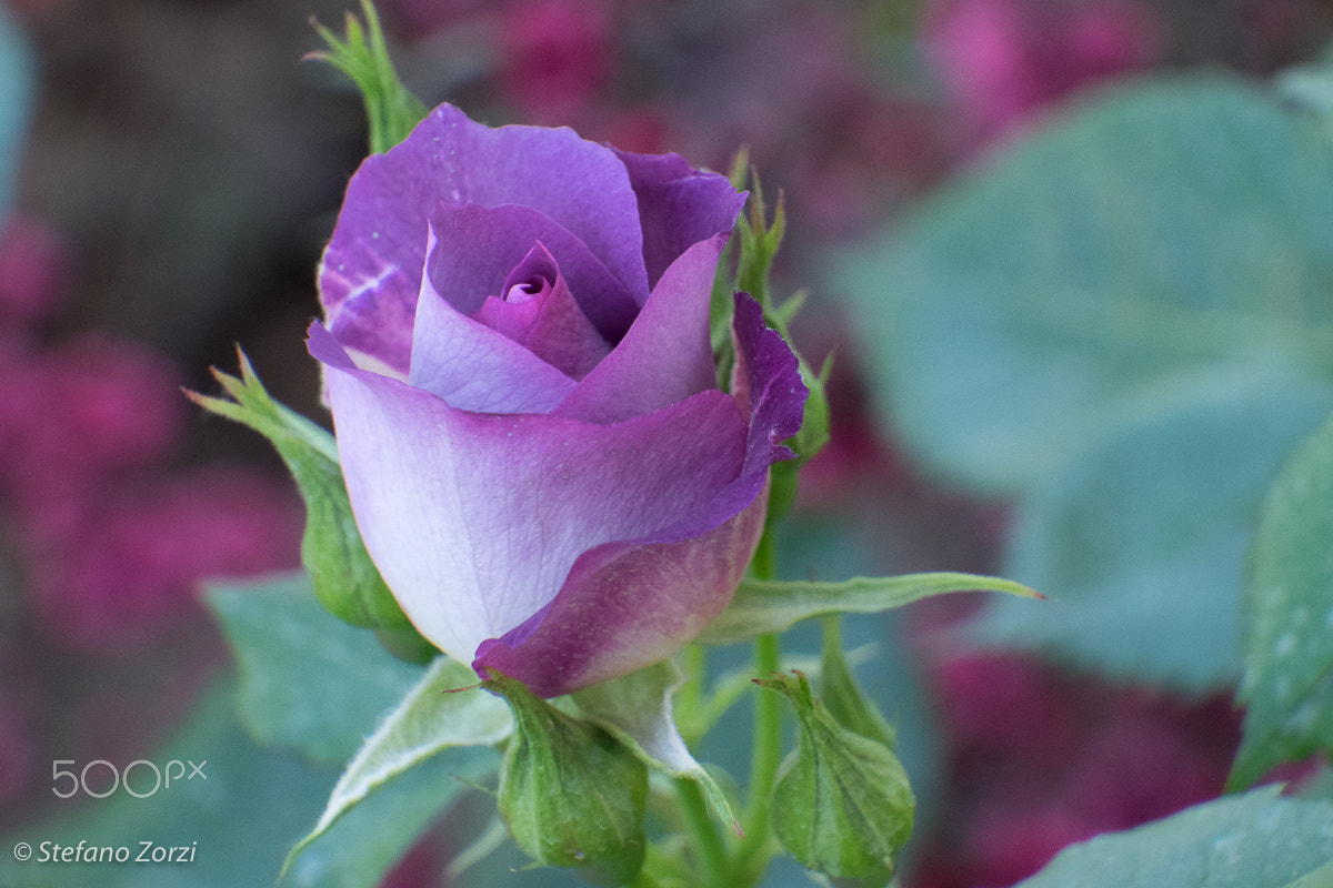 LUMIX G VARIO 35-100/F4.0-5.6 sample photo. Purple rose #2 photography