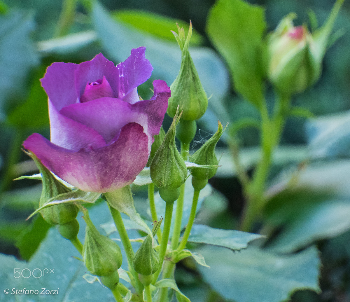 Olympus OM-D E-M1 + LUMIX G VARIO 35-100/F4.0-5.6 sample photo. Purple rose #3 photography
