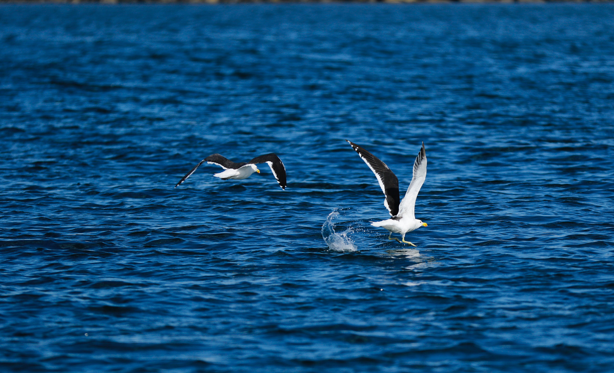 Canon EOS 7D Mark II + Canon EF 70-200mm F2.8L IS II USM sample photo. Sea gull photography