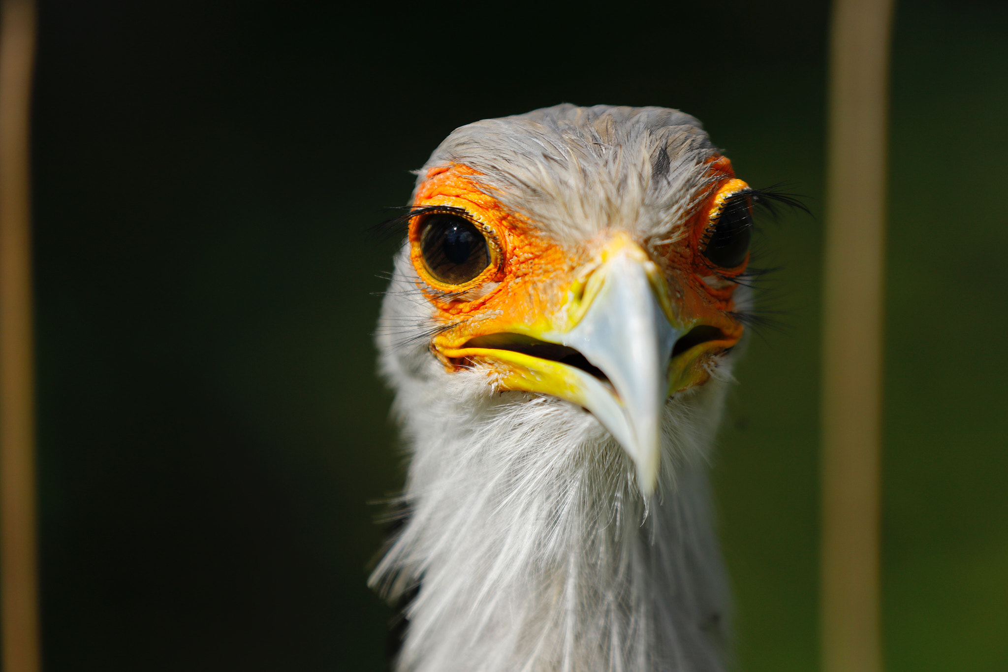 Canon EF 70-200mm F2.8L IS II USM sample photo. Secretary bird photography