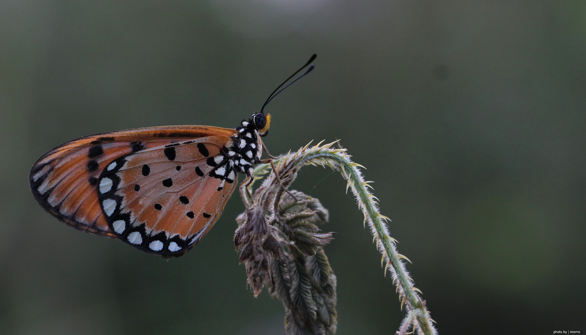 Canon EF-S 18-135mm F3.5-5.6 IS STM sample photo. Buterfly photography