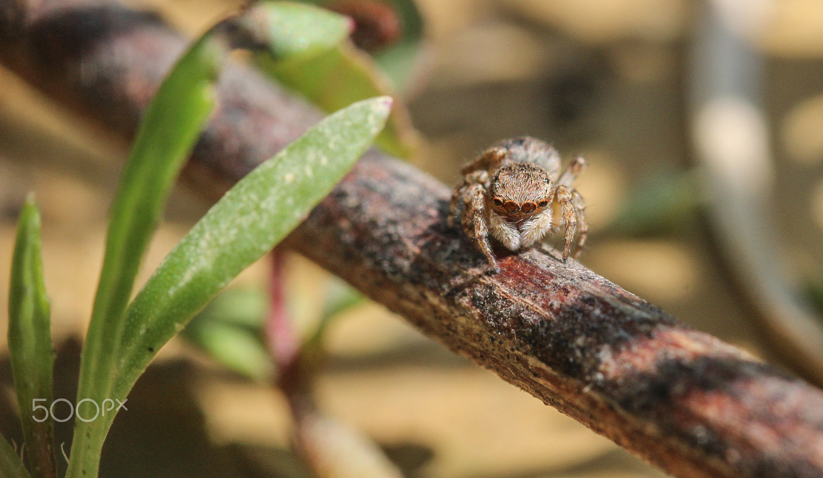Sigma 105mm F2.8 EX DG OS HSM sample photo. Realist photography
