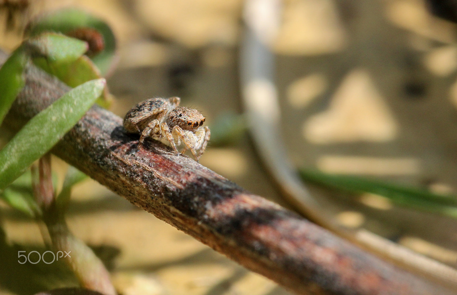 Sigma 105mm F2.8 EX DG OS HSM sample photo. Looking ahead photography