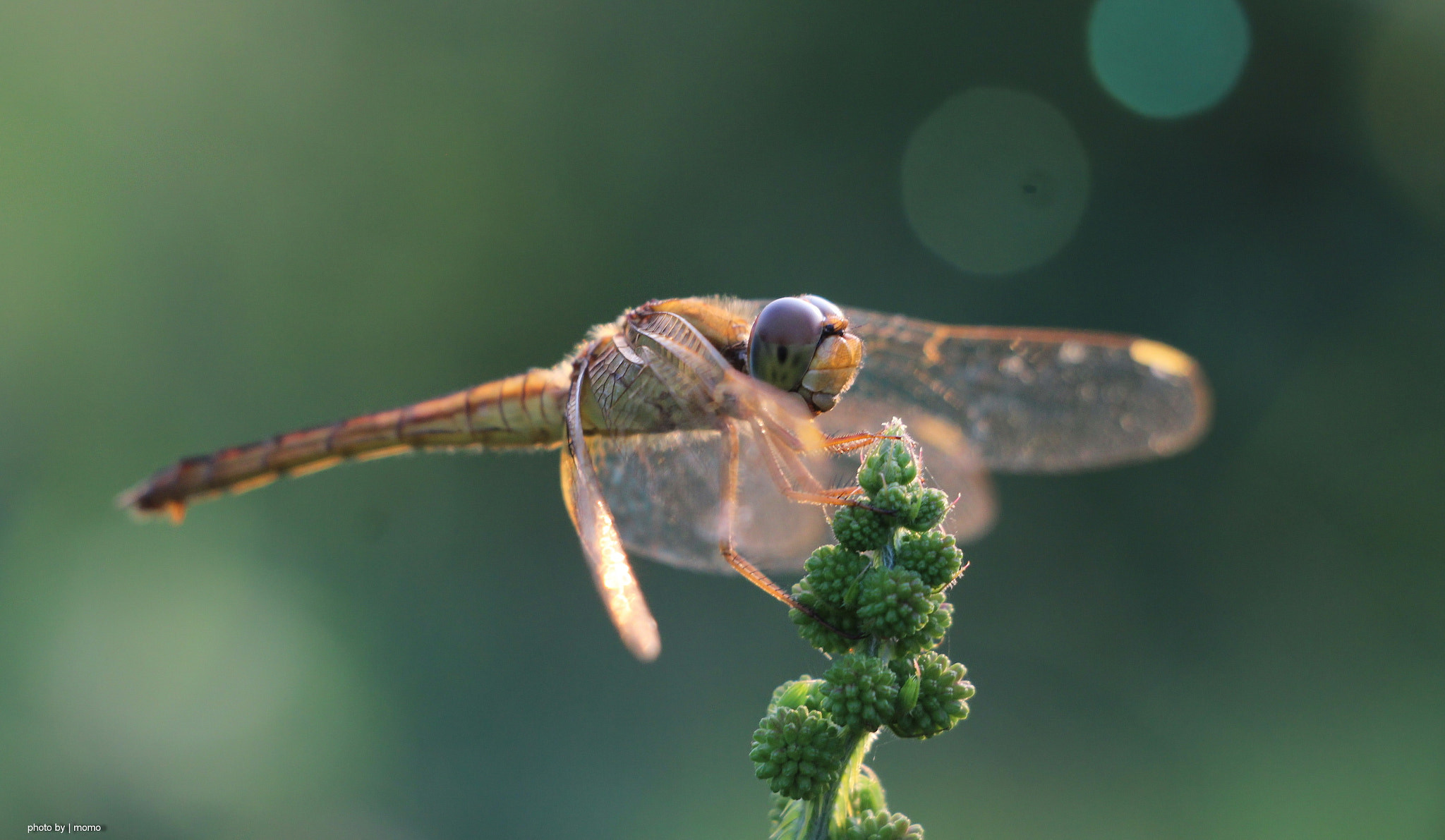 Canon EF-S 18-135mm F3.5-5.6 IS STM sample photo. Dragonfly photography