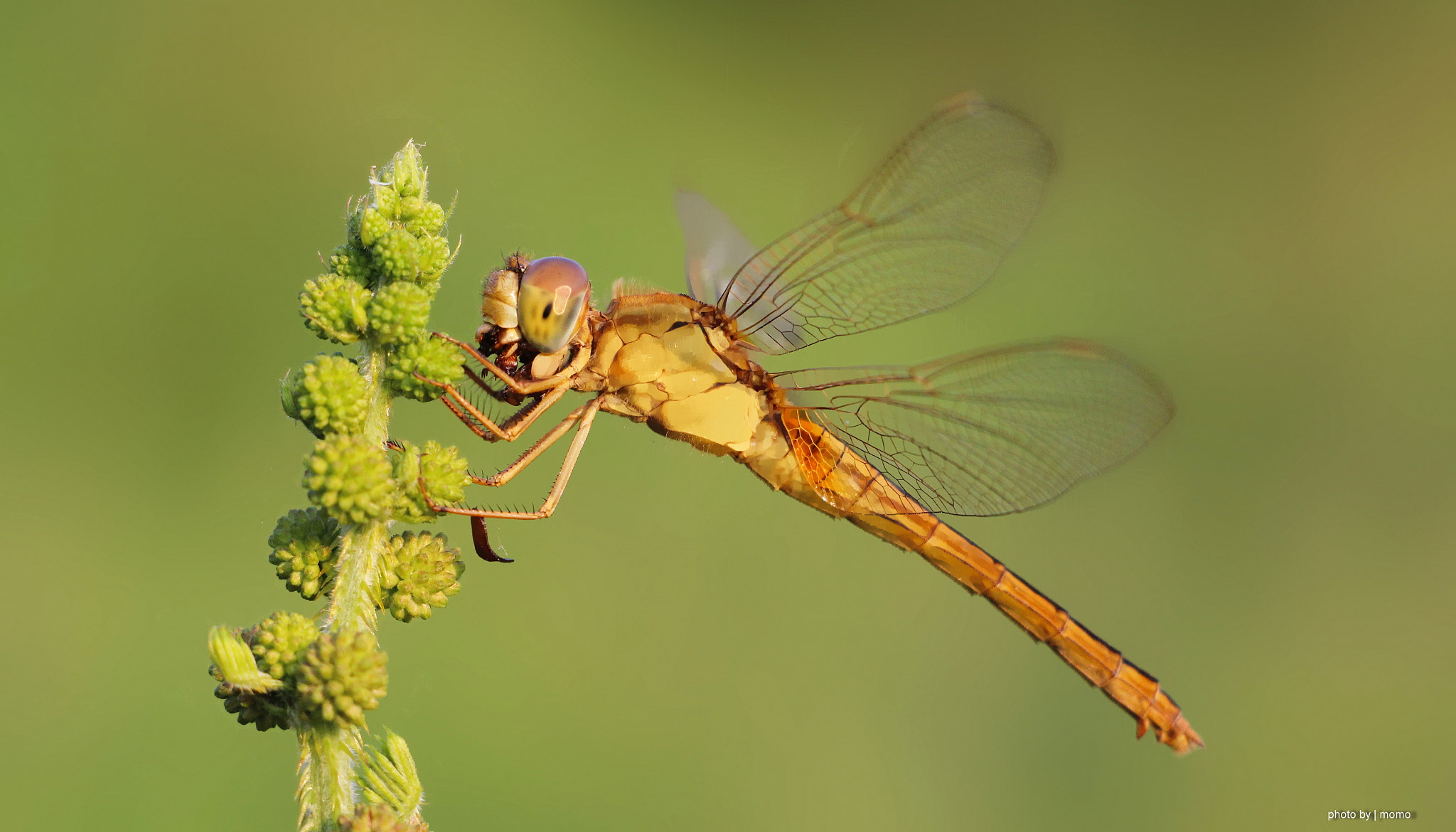 Canon EF-S 18-135mm F3.5-5.6 IS STM sample photo. Dragonfly photography