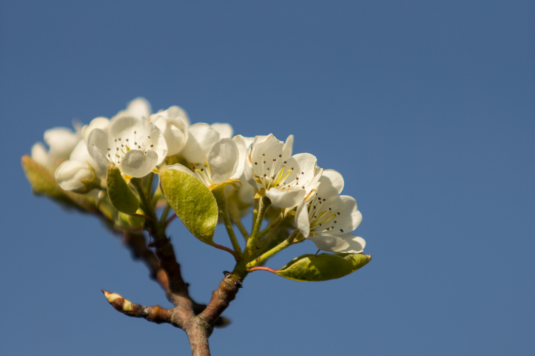 Sony SLT-A77 + Minolta/Sony AF 70-200mm F2.8 G sample photo. Pear blossom photography
