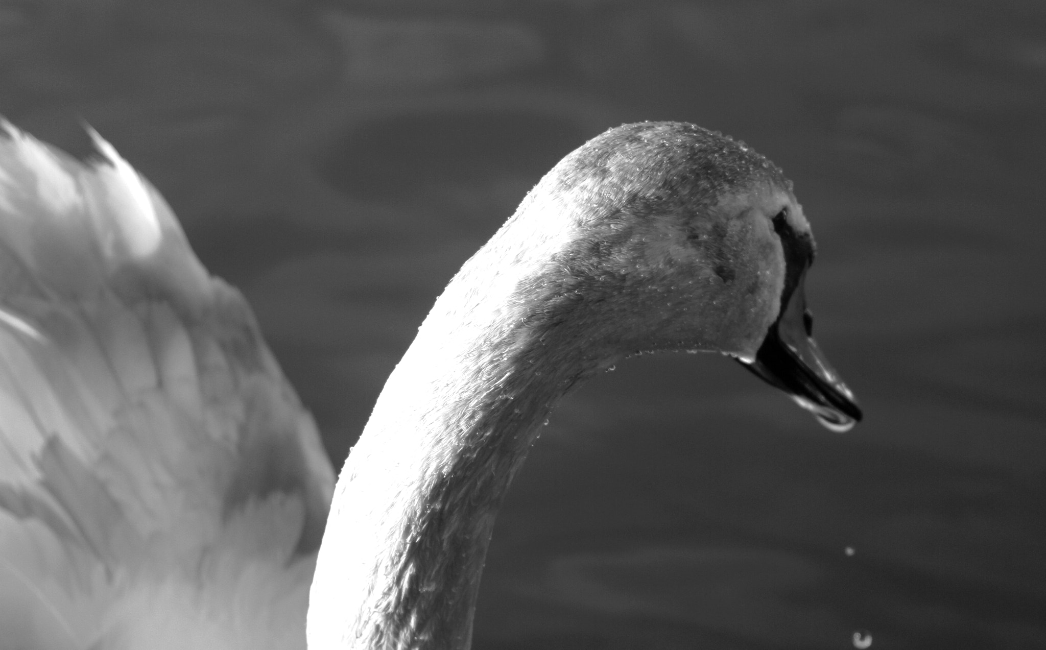 Canon EF 24-85mm F3.5-4.5 USM sample photo. Swan photography