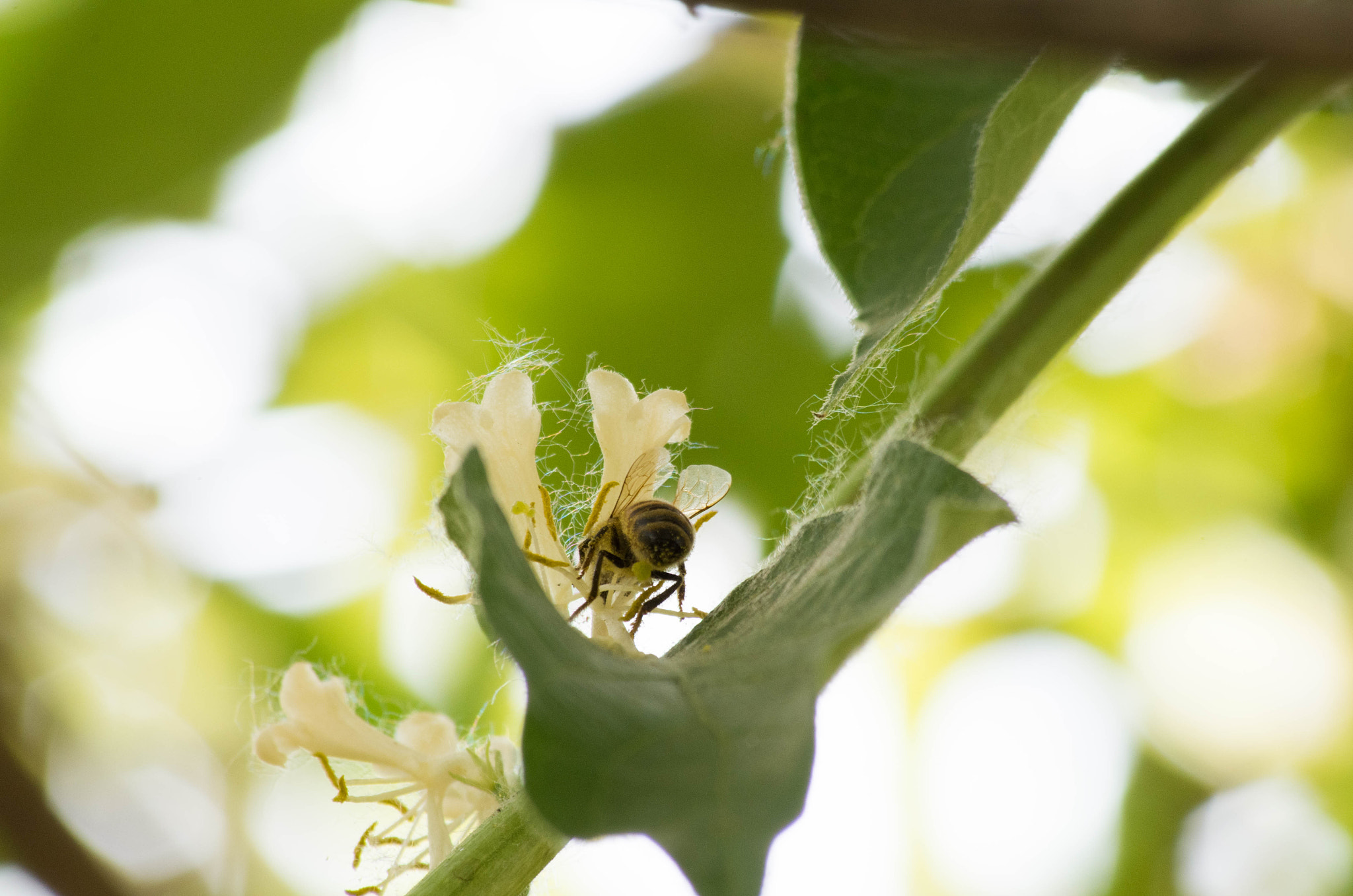 HD Pentax DA 55-300mm F4.0-5.8 ED WR sample photo. Back view of a little cute friend photography