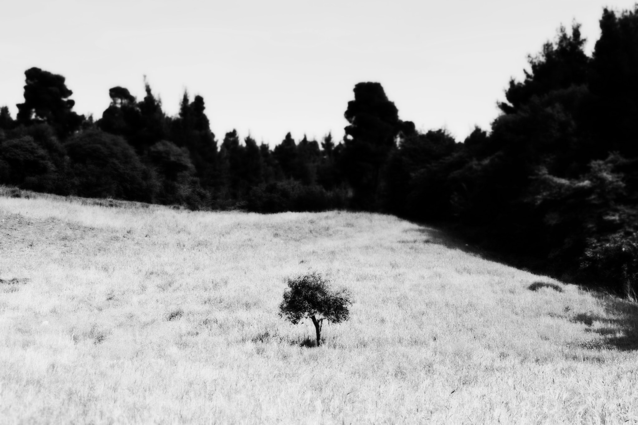 Canon EF 24-105mm F3.5-5.6 IS STM sample photo. Tree & forrest photography