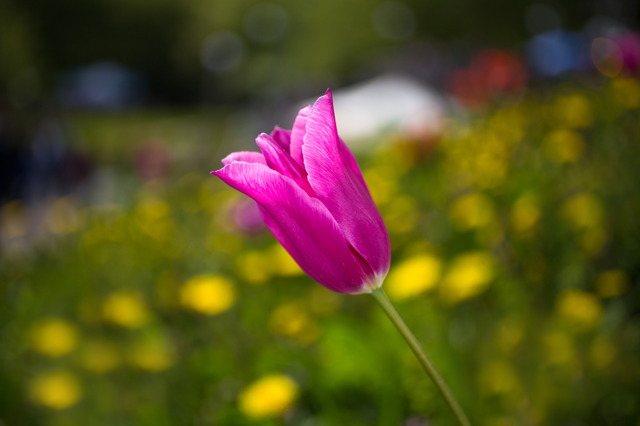 Canon EOS 6D + Canon EF 50mm F2.5 Macro sample photo. ******* photography
