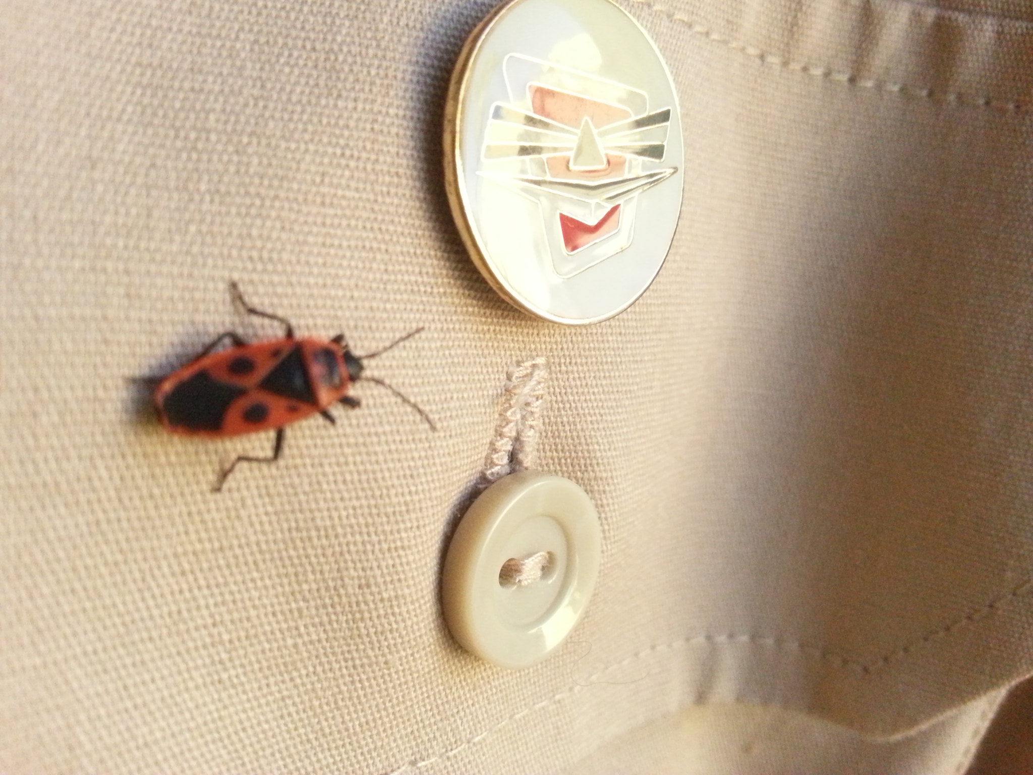 Samsung GT-I8750 sample photo. Beetle on uniform photography