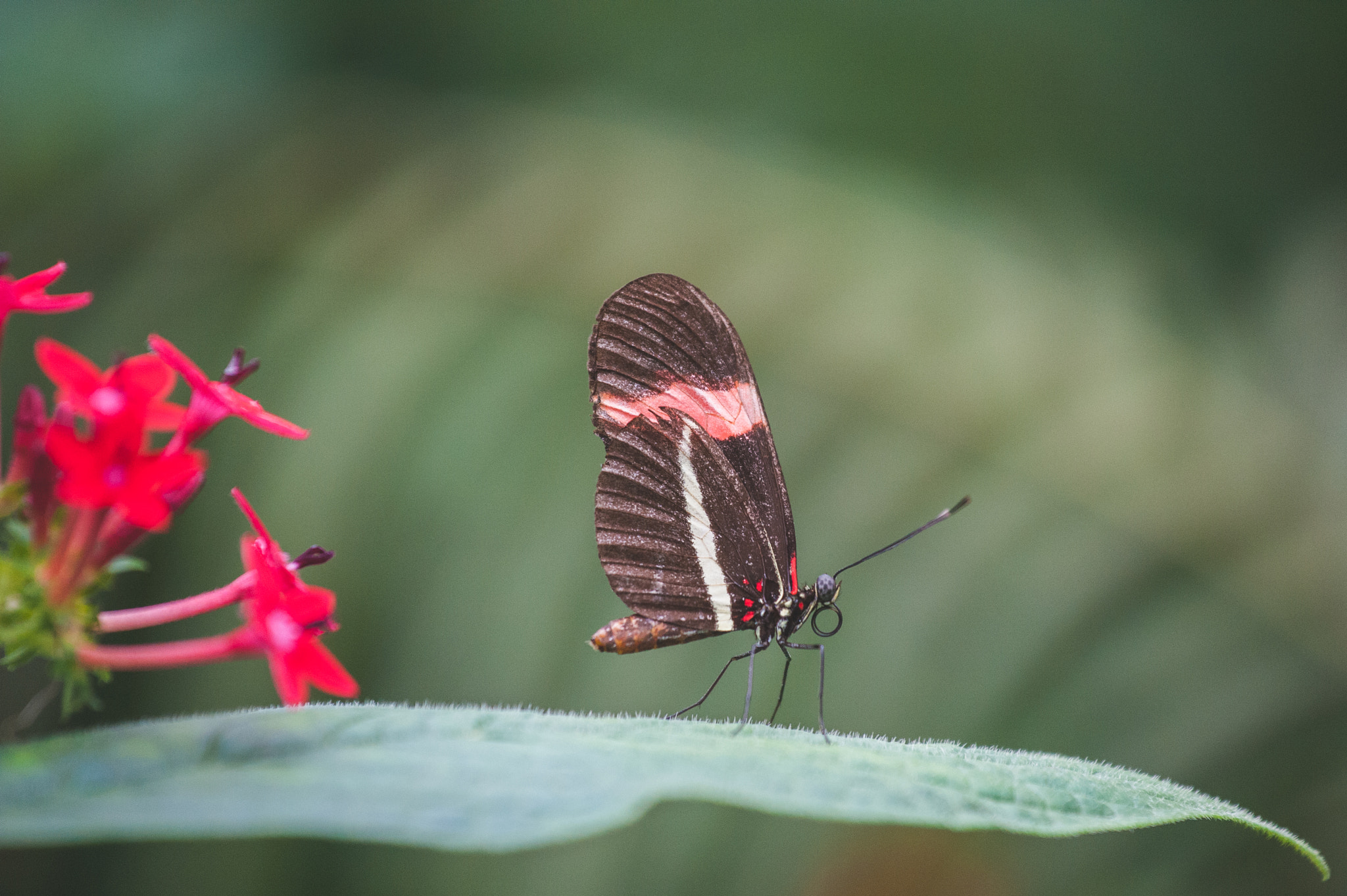 Nikon AF-S Nikkor 70-200mm F4G ED VR sample photo. Papiliorama photography