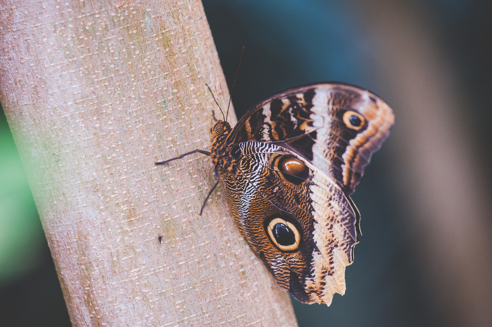 Nikon AF-S Nikkor 70-200mm F4G ED VR sample photo. Papiliorama photography