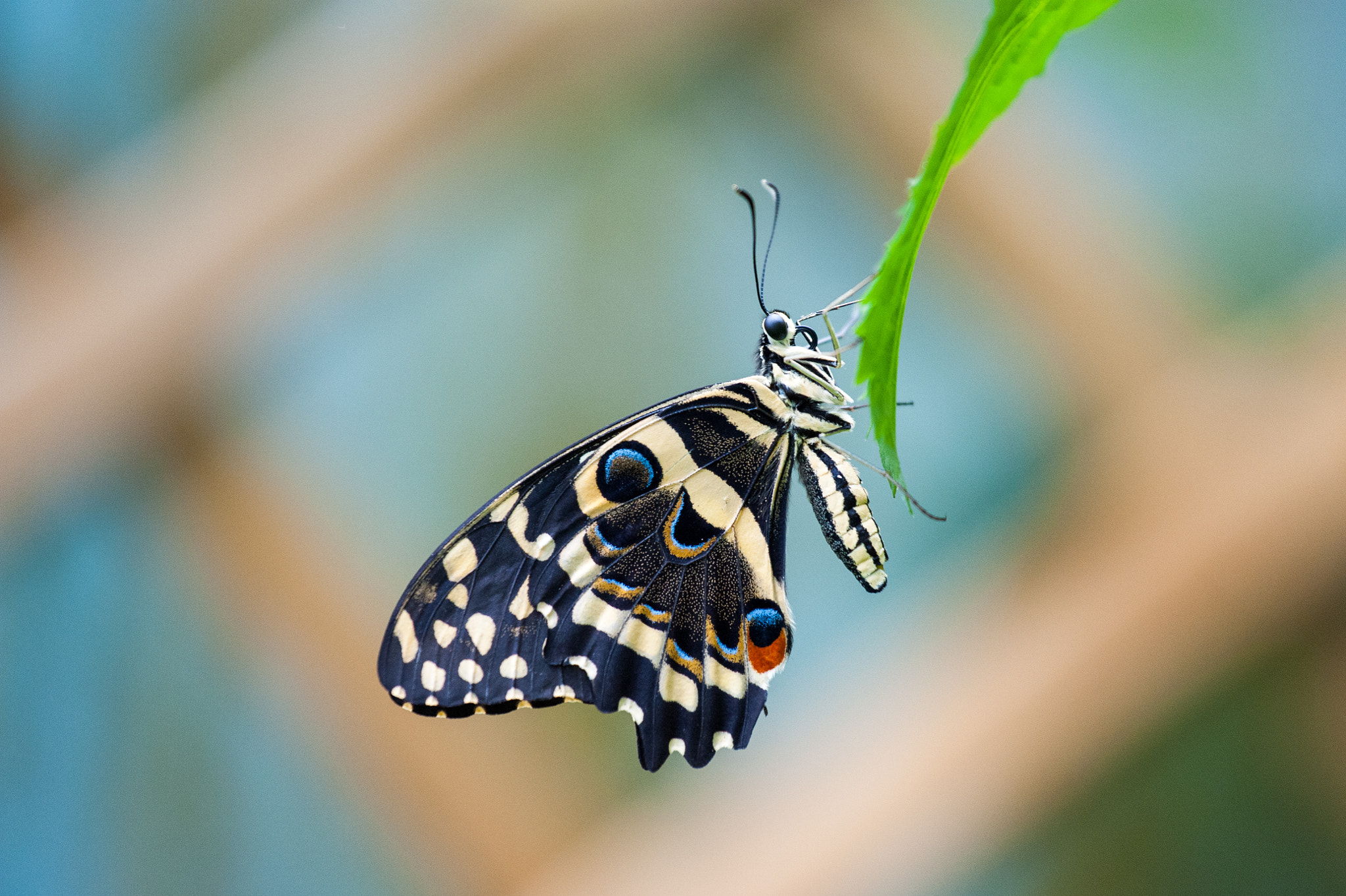 Nikon AF-S Nikkor 70-200mm F4G ED VR sample photo. Papiliorama photography